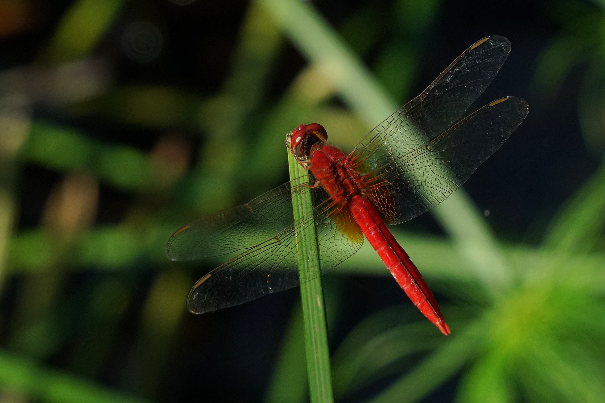 绿塘中的红蜻蜓