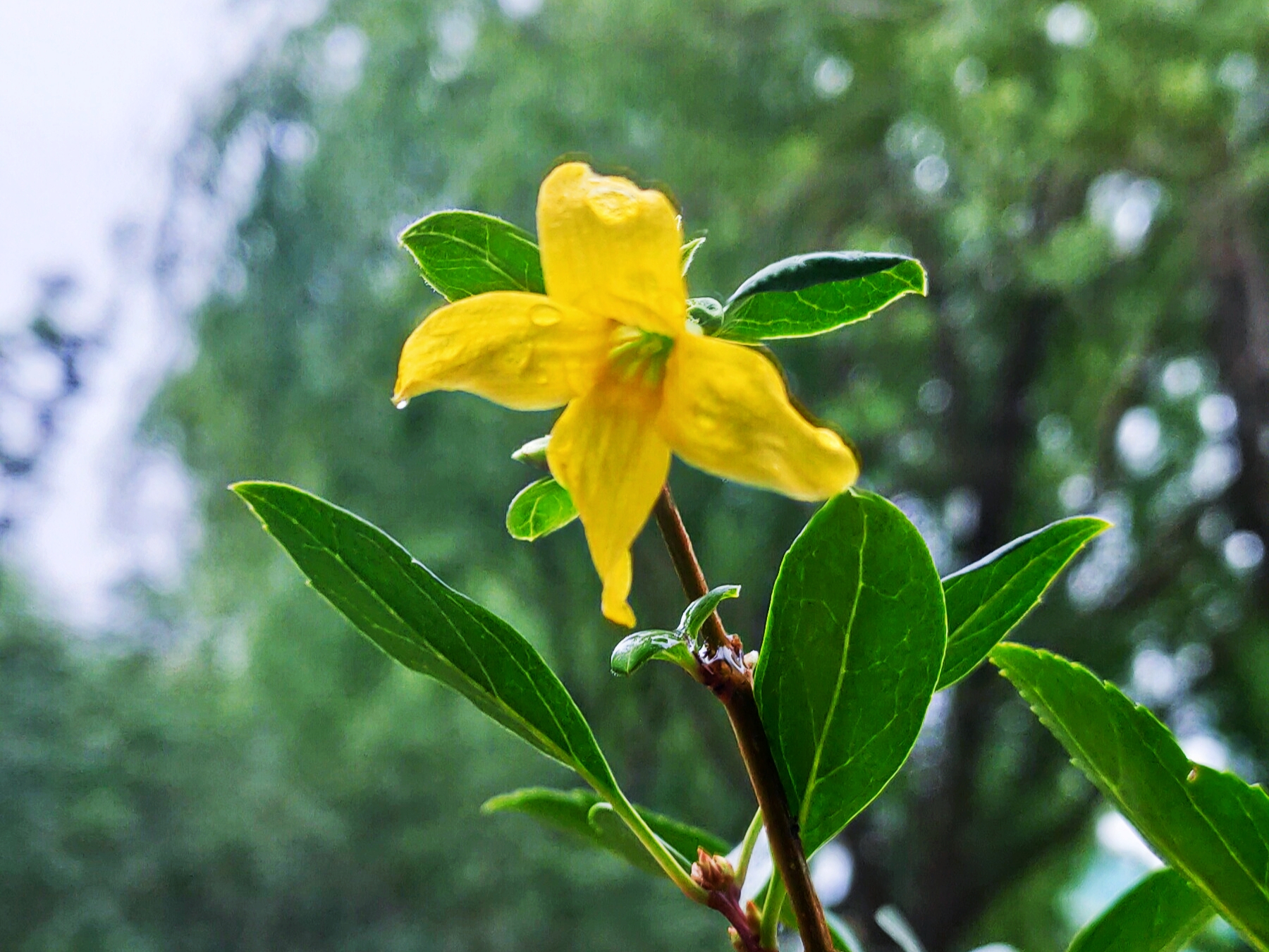 雨后黄金条【首发】