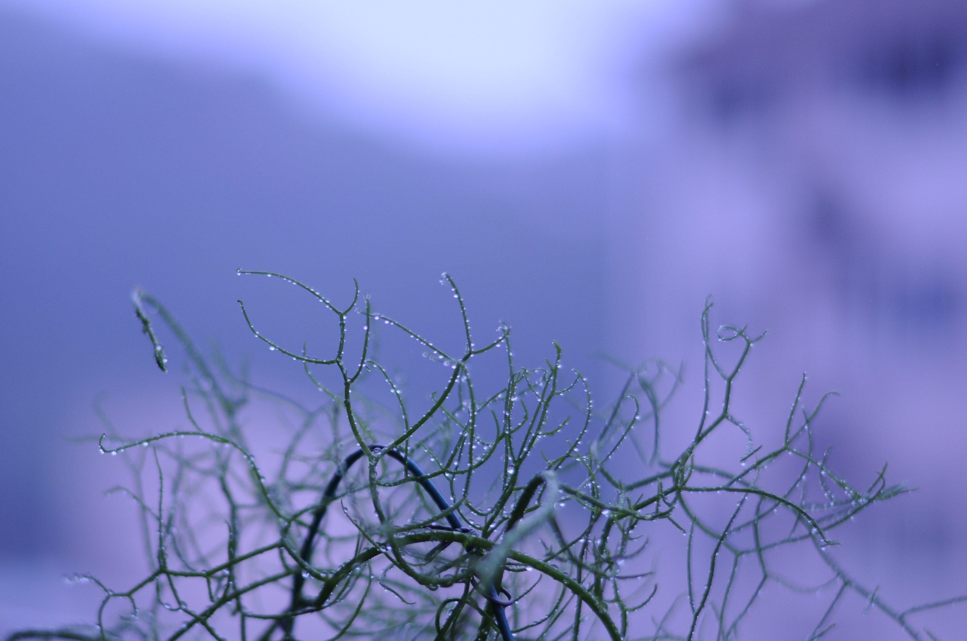 哦,蒼角大殿 她喜歡雨水 她會在雨水裡把自己長成一團亂麻 然後在冬天