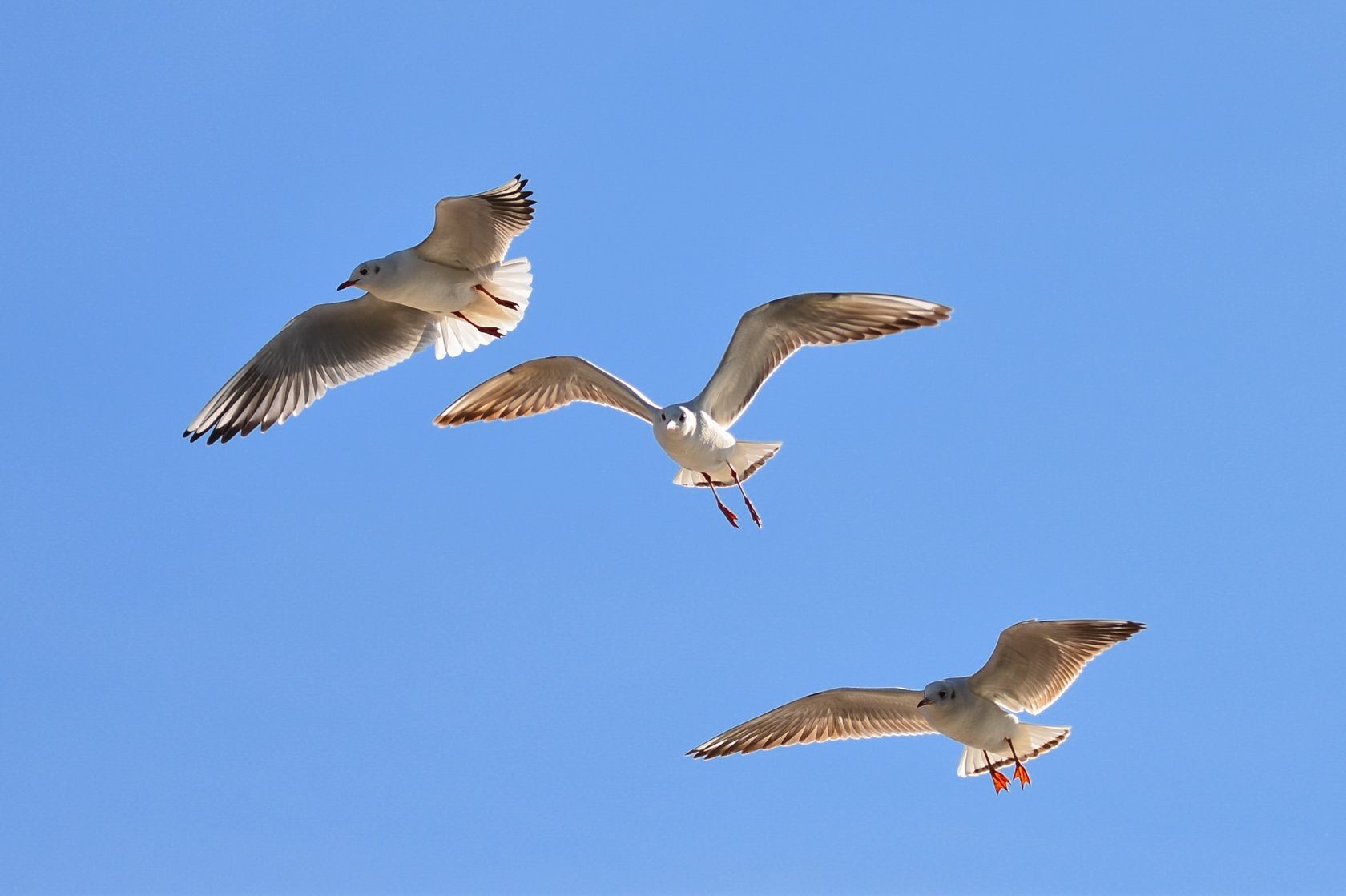 展翅飞翔的红嘴鸥