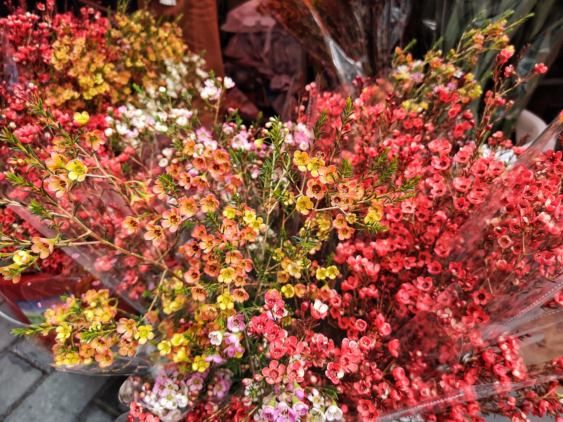 2020年越秀西湖花市