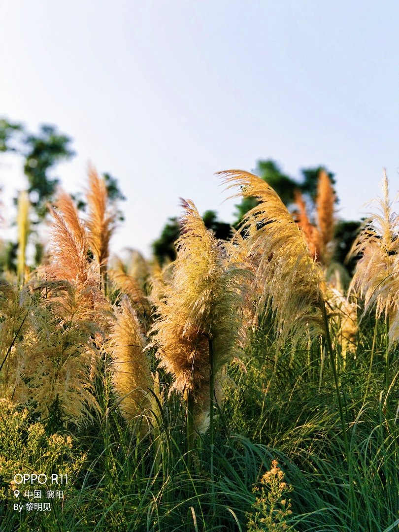 人说芦苇穗穗白,谁见蒲花几多彩?旭日挂天边,映照蒲苇颜.