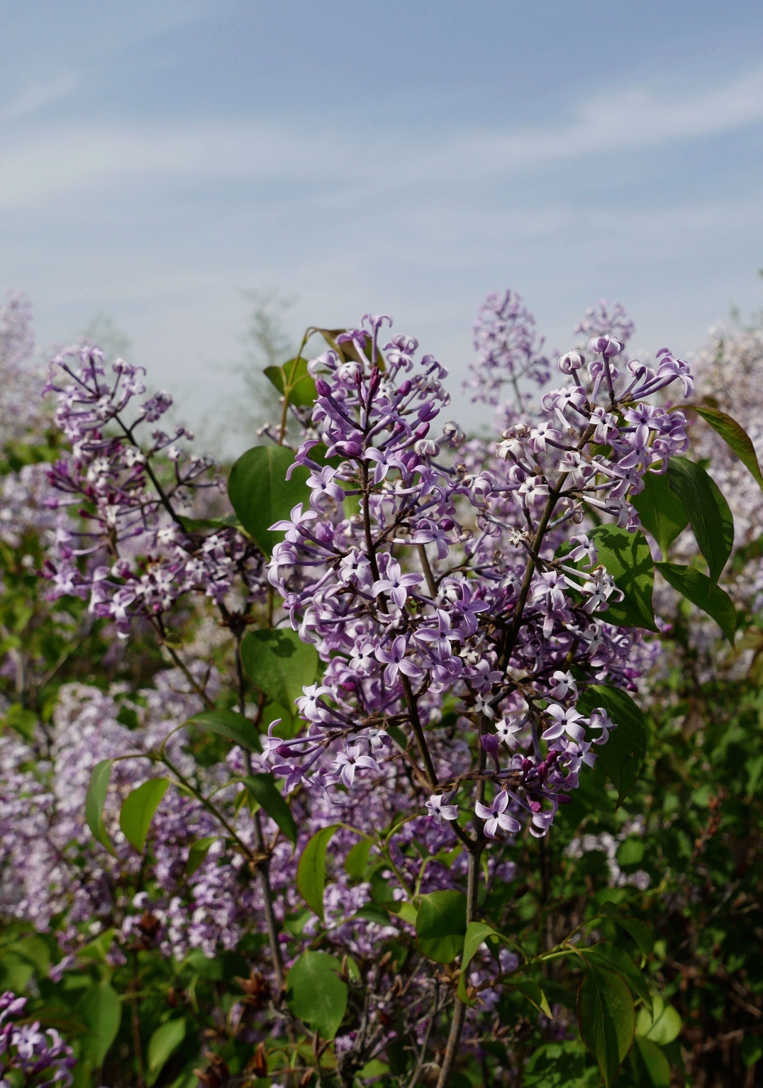 紫丁花开香万缕