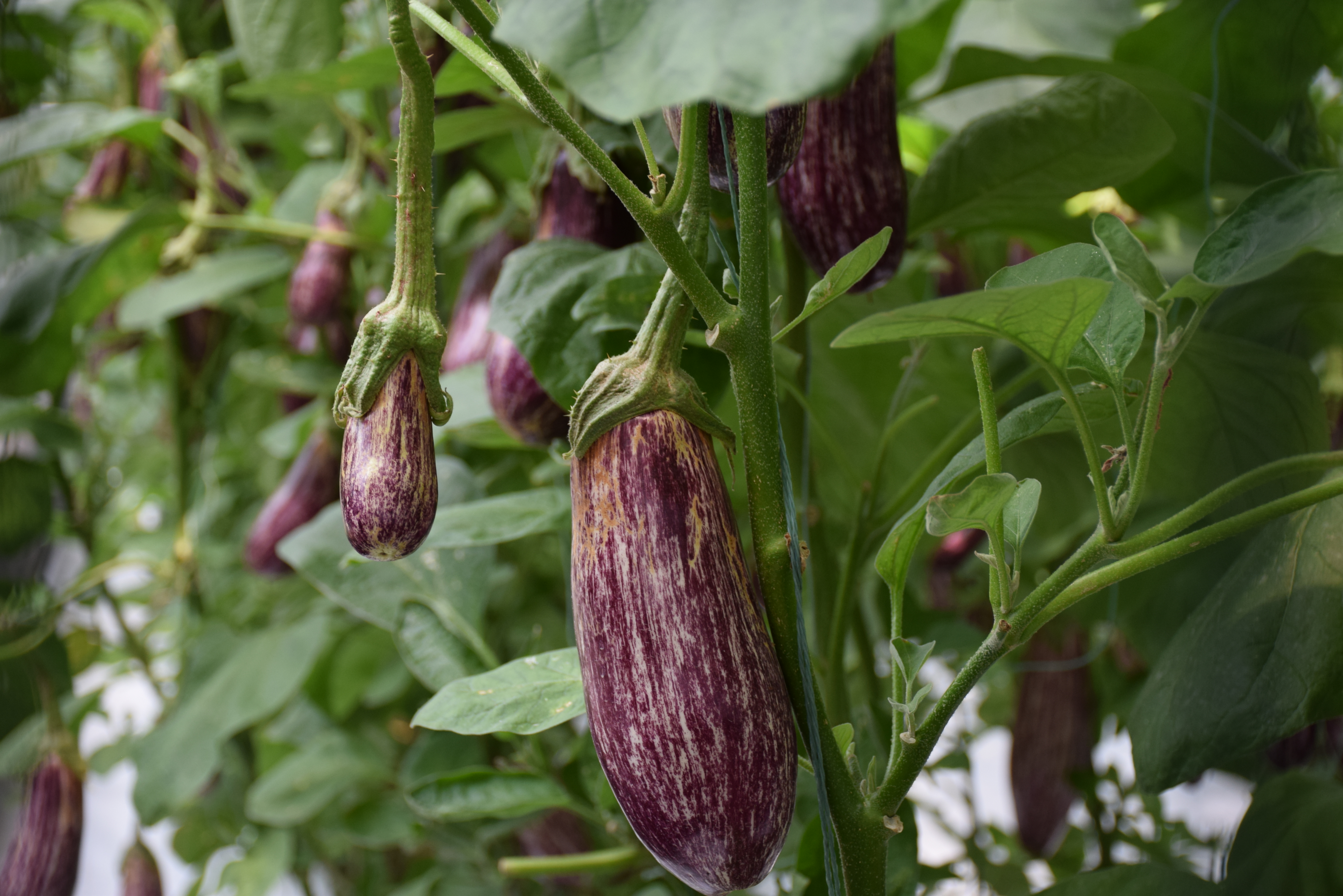 参观19届中国寿光国际蔬菜博览会掠影