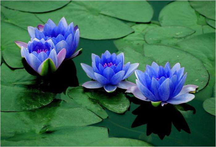 蓝石莲开花的寓意图片