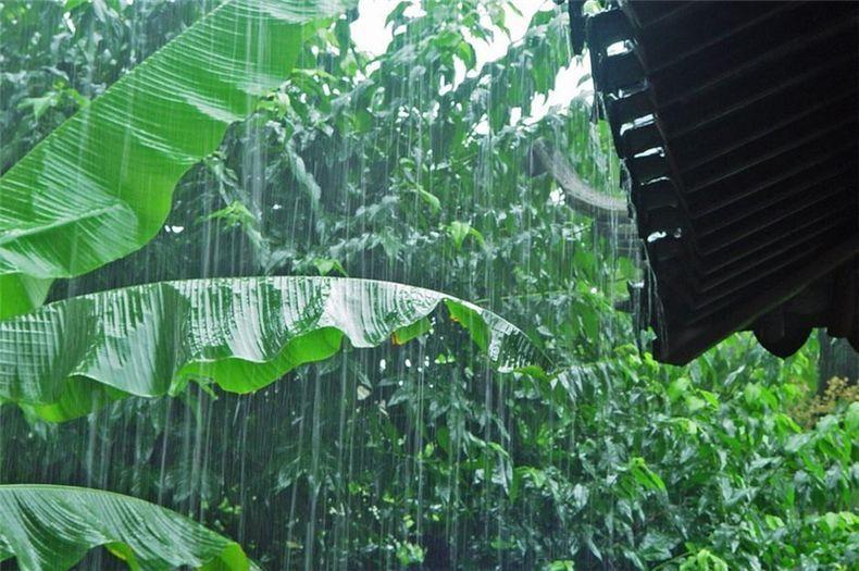 雨打芭蕉[首发]