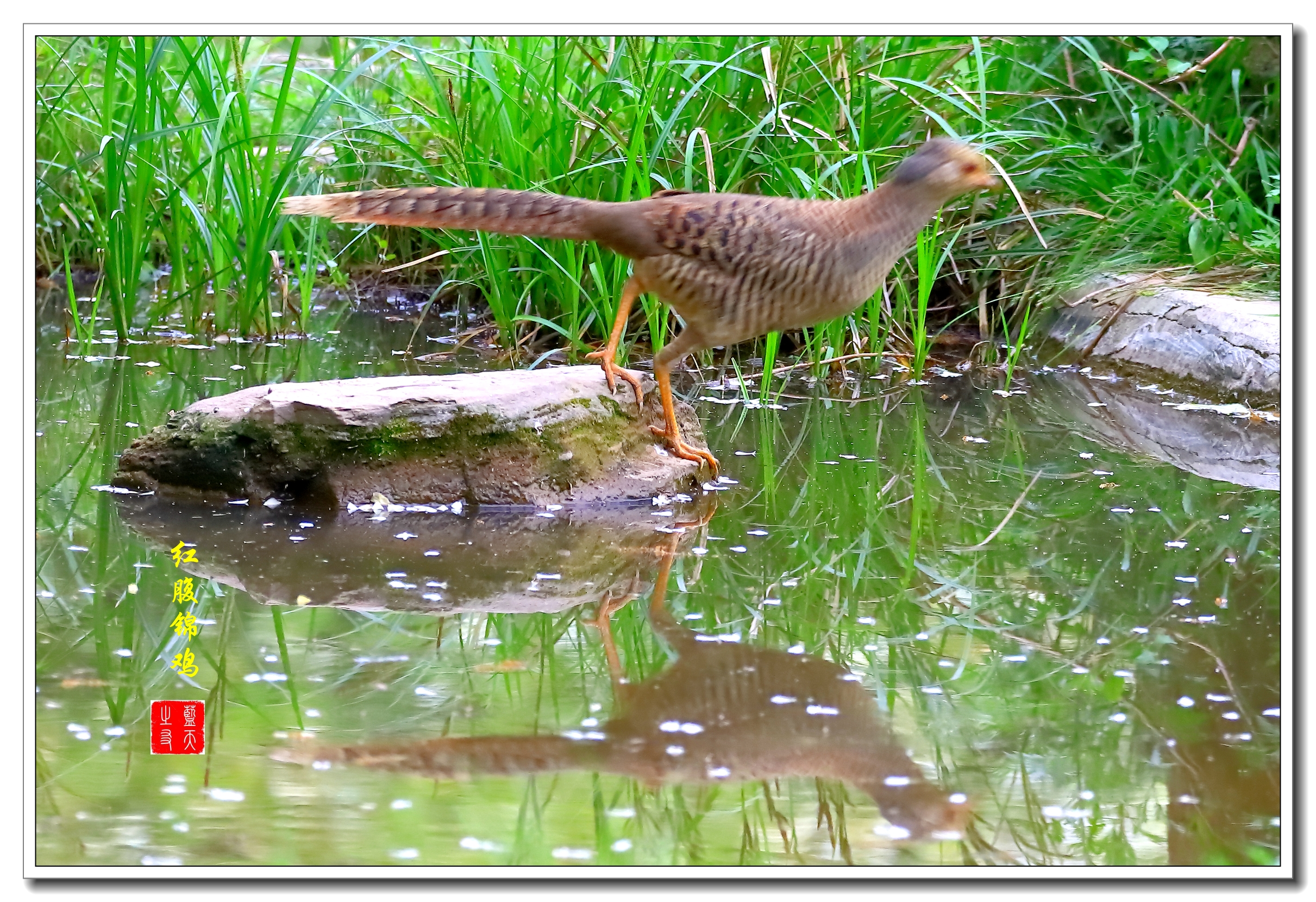 【首发】母鸡之美红腹锦鸡