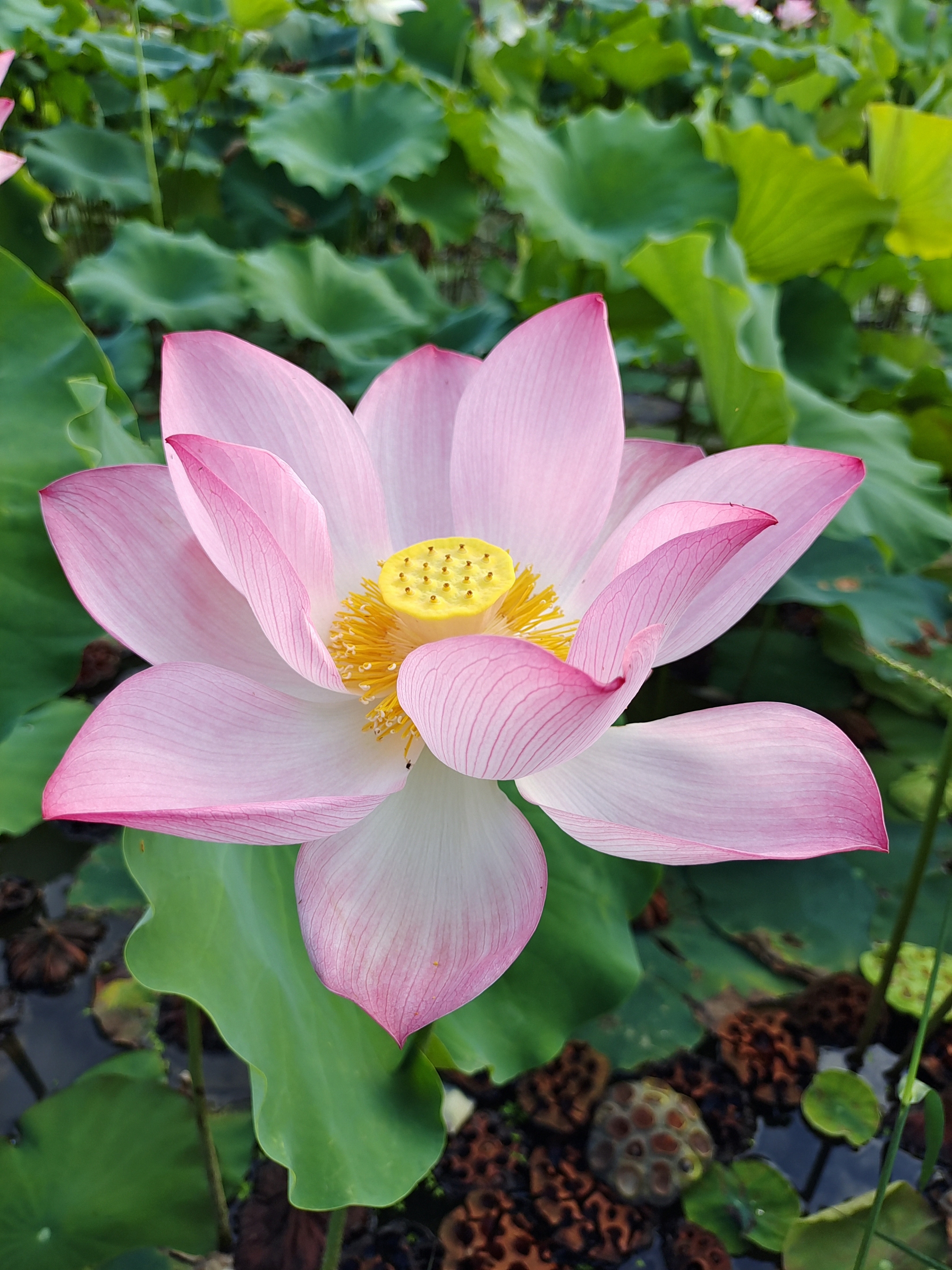 夏荷美