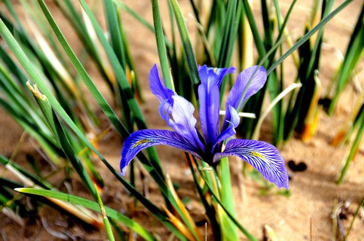 马兰花(首发)