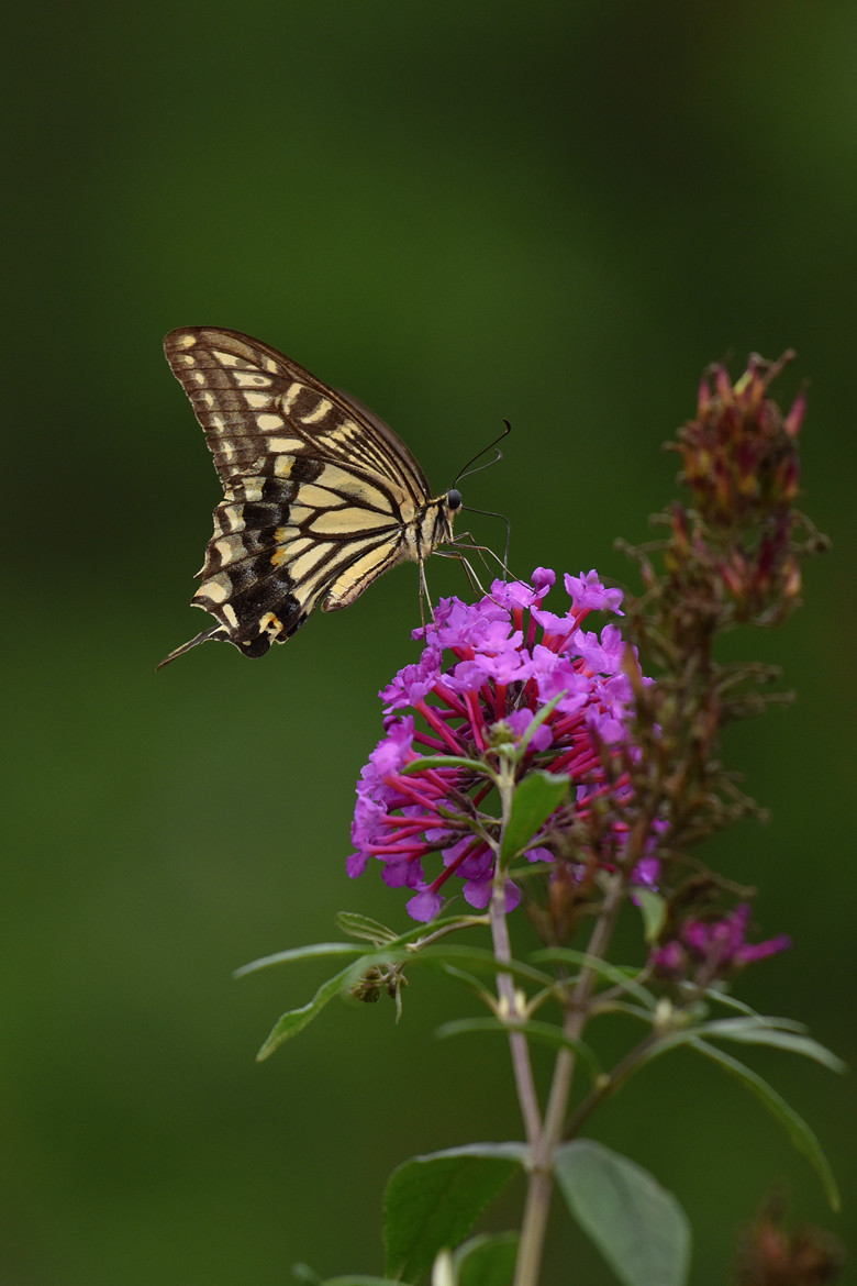 七律:秋菊(轱辘体)~~原创首发