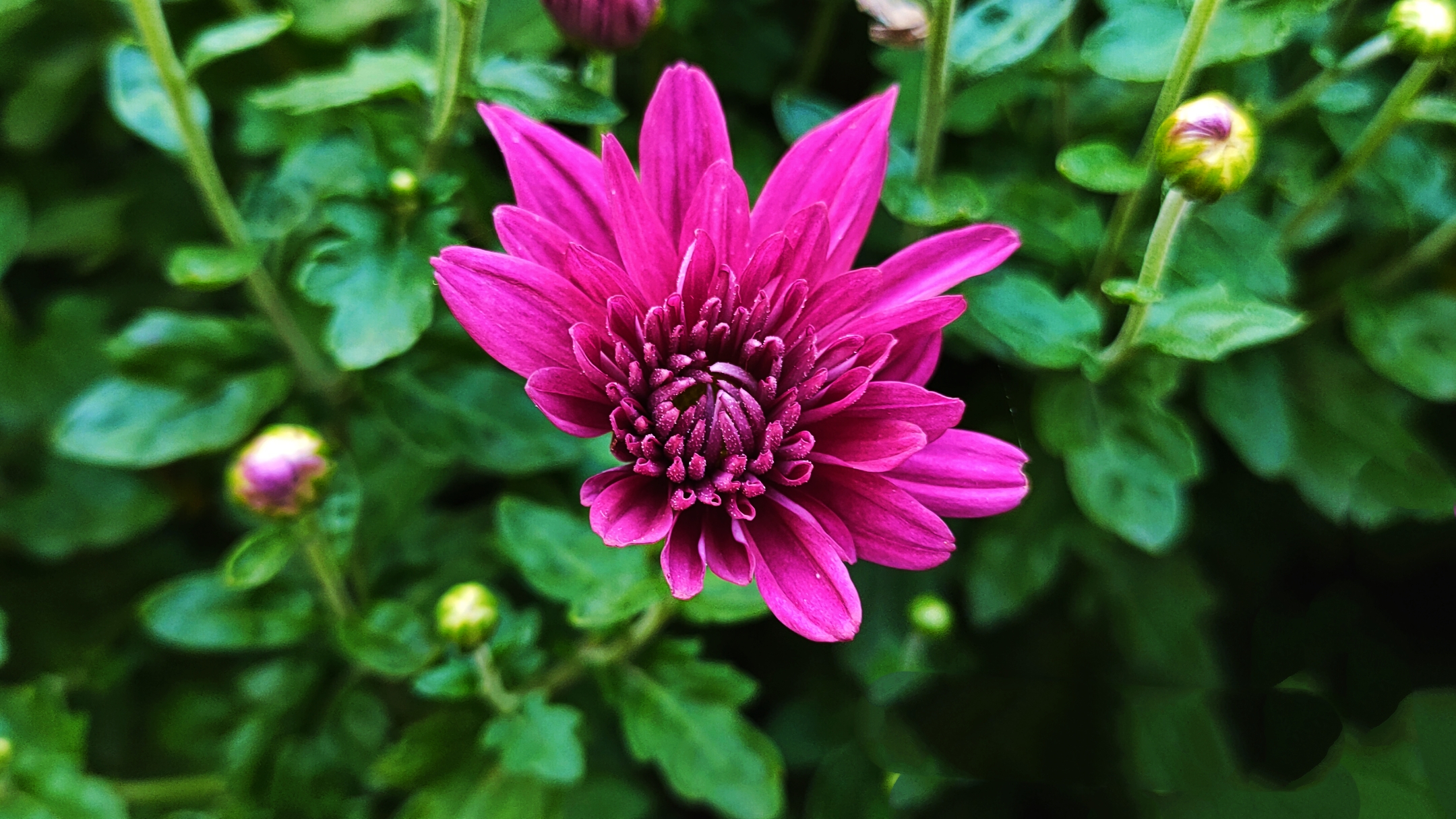 野菊花【首发】