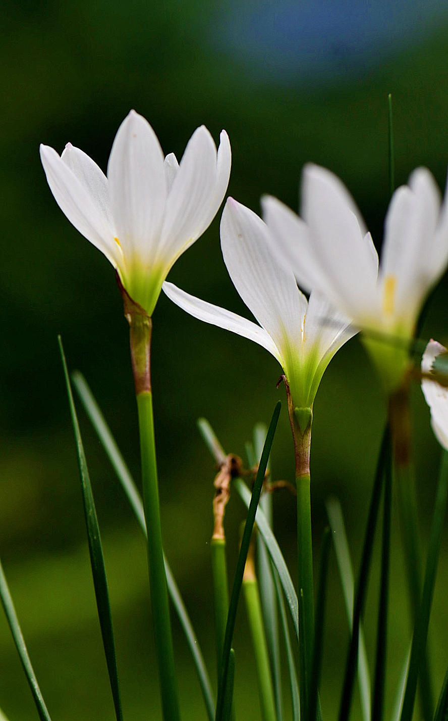 【首发】清新养眼美葱莲