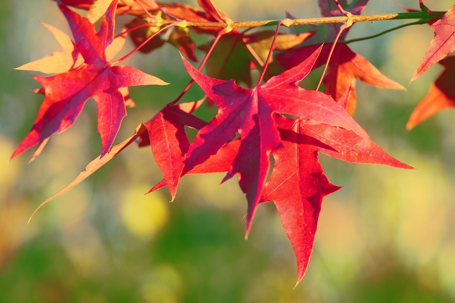 今秋红叶俏枝头