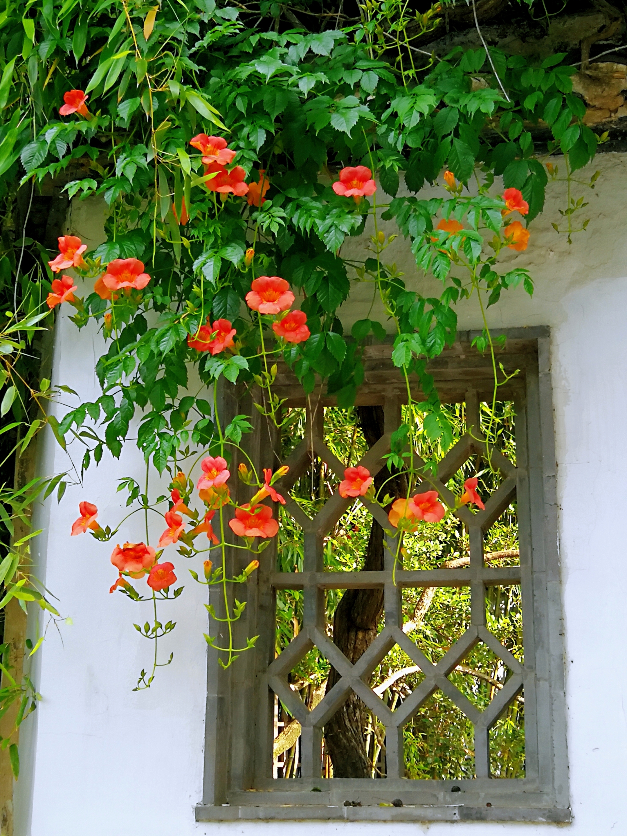 凌霄花6【首发】