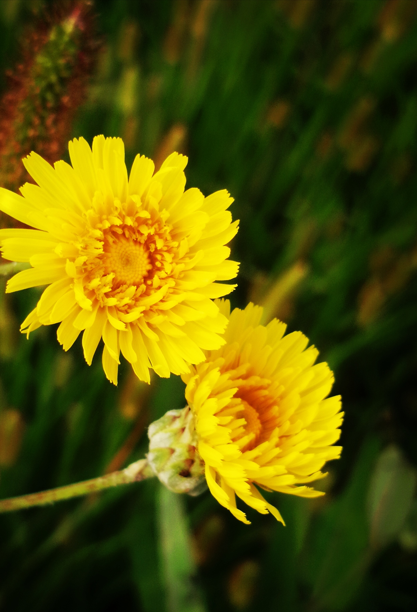 【原创首发】苦苣花