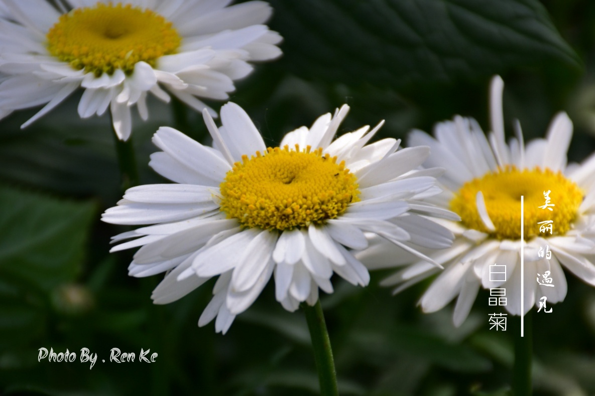 【首发】白晶菊