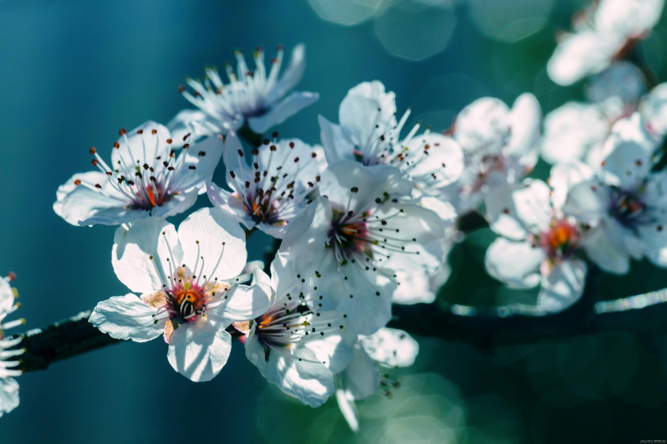 《梅雪恋深 瘦骨香魂》vv首发