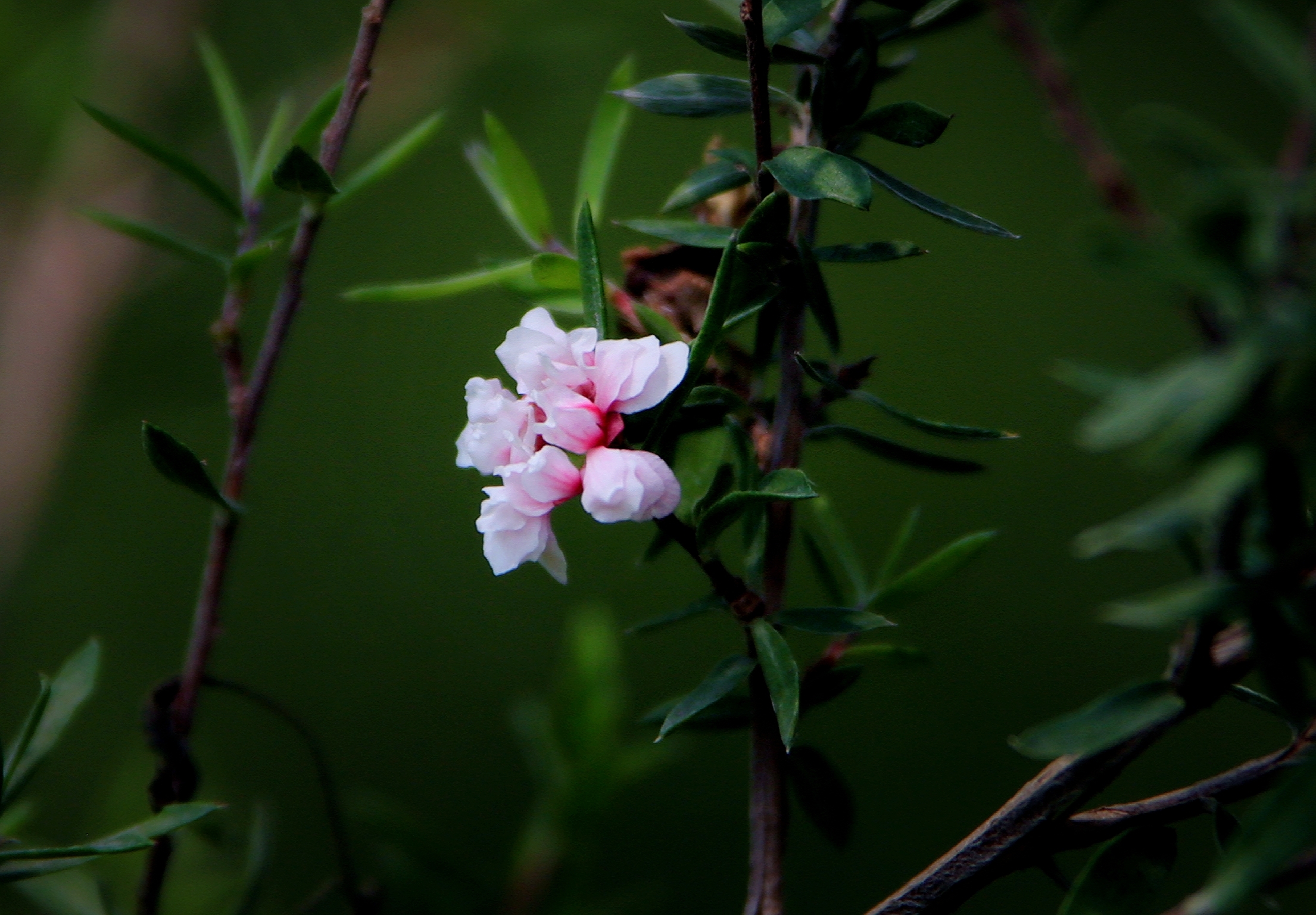 【首发】花开松红梅
