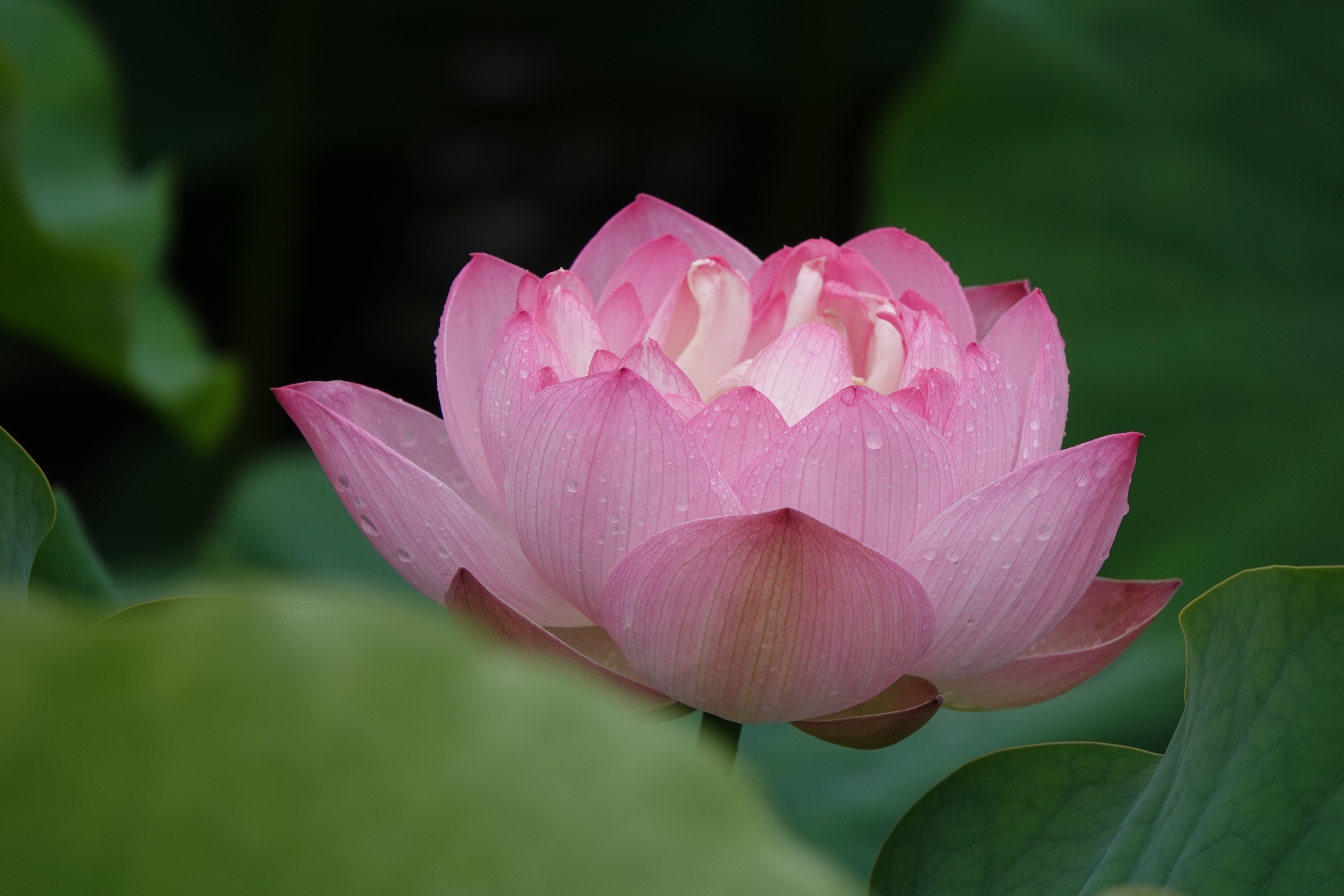 清姿秀色長 幽香飄遠菡風揚 出水芙蓉凝玉露 玉凝香 碧翠漣漪荷葉舞