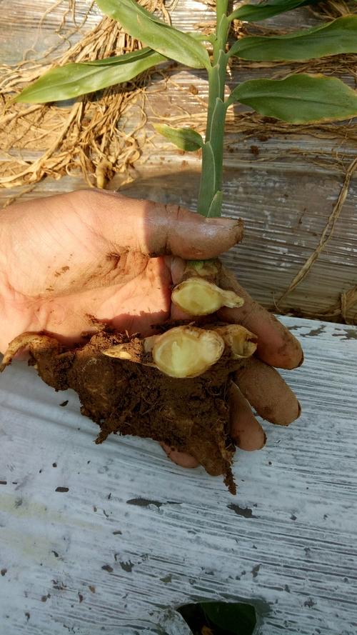 茎基腐大姜苗期主要预防现在大家都知道大姜已经是