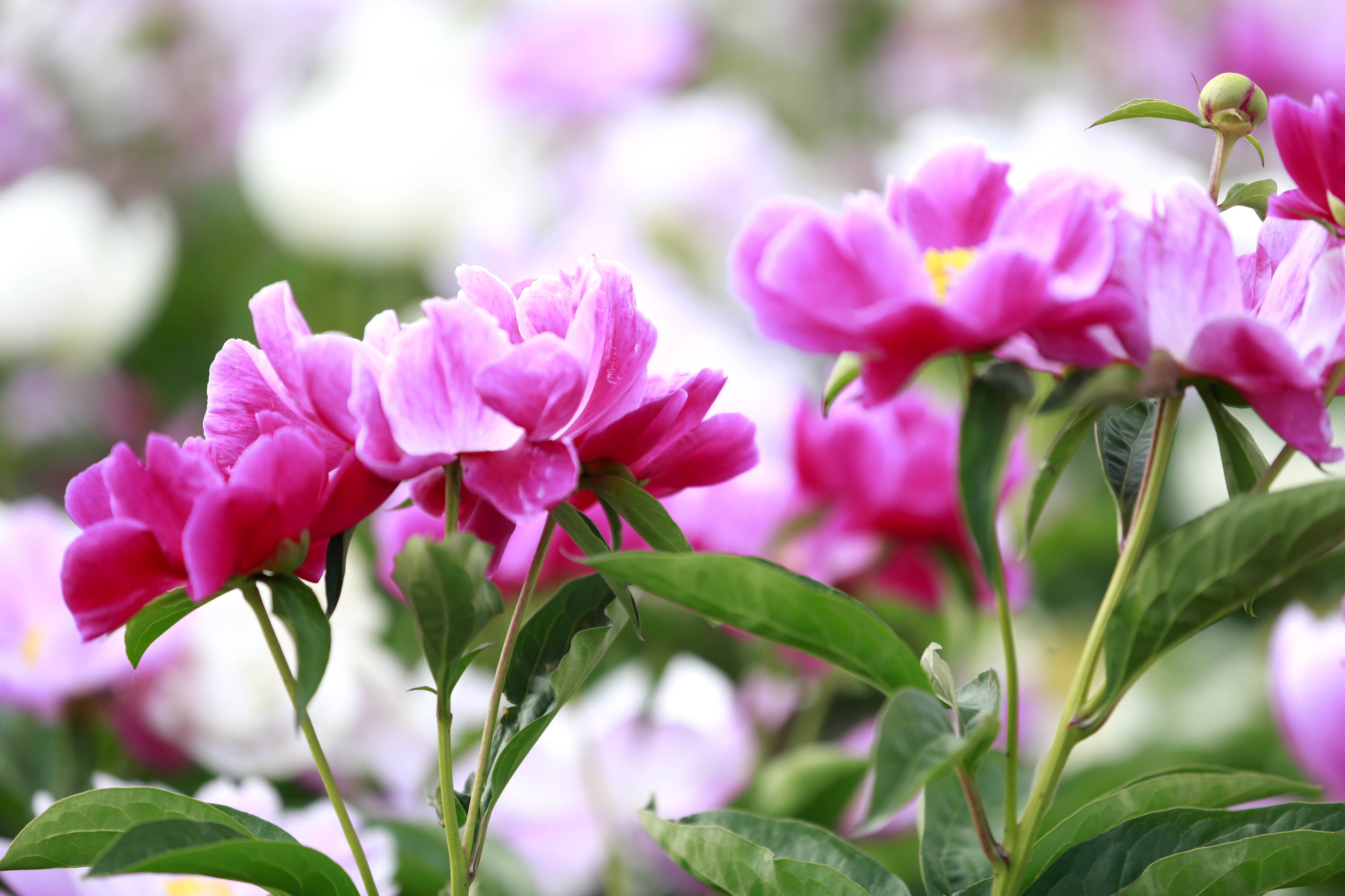 美丽乡村芍药红