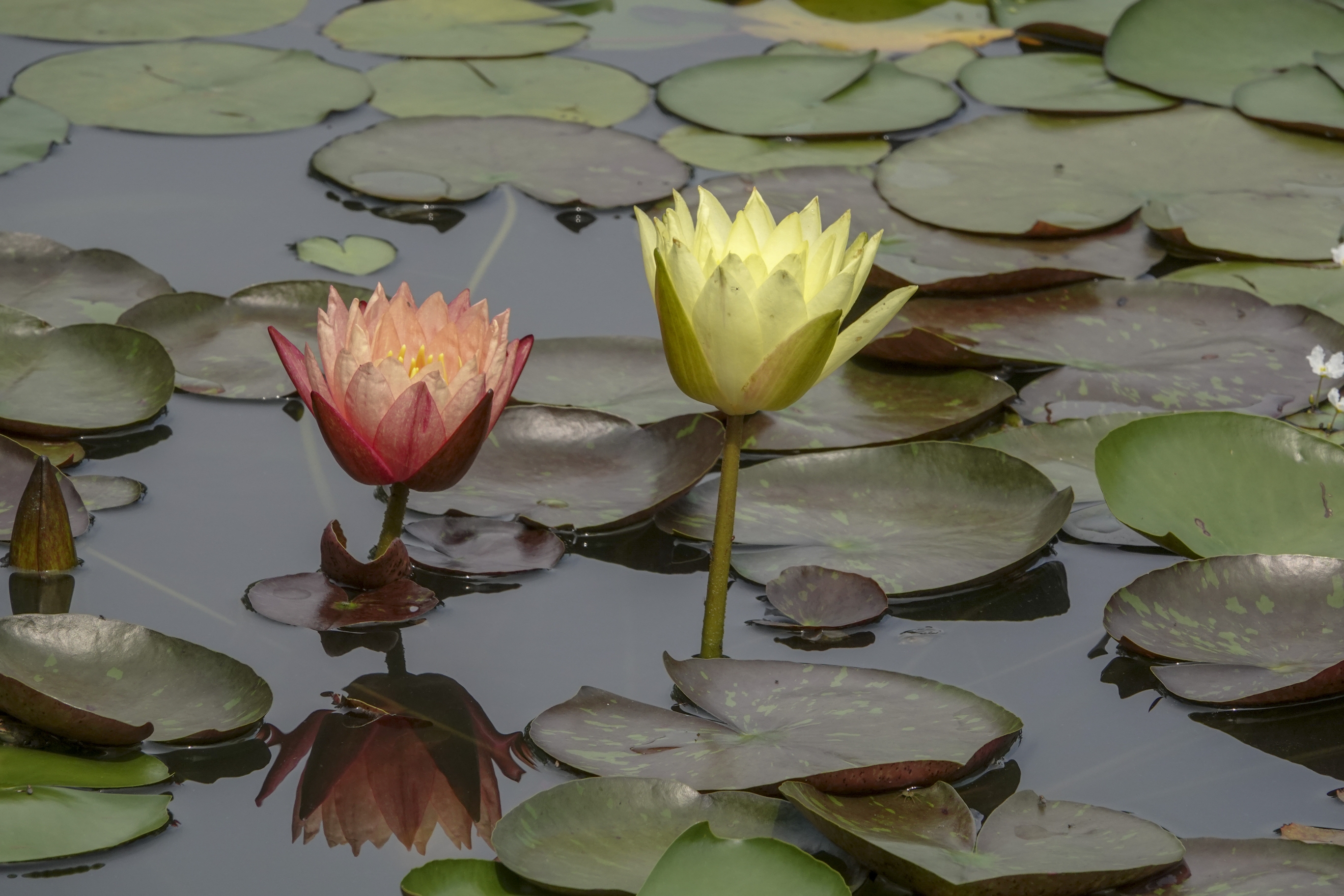 【首发】五彩莲花(五)