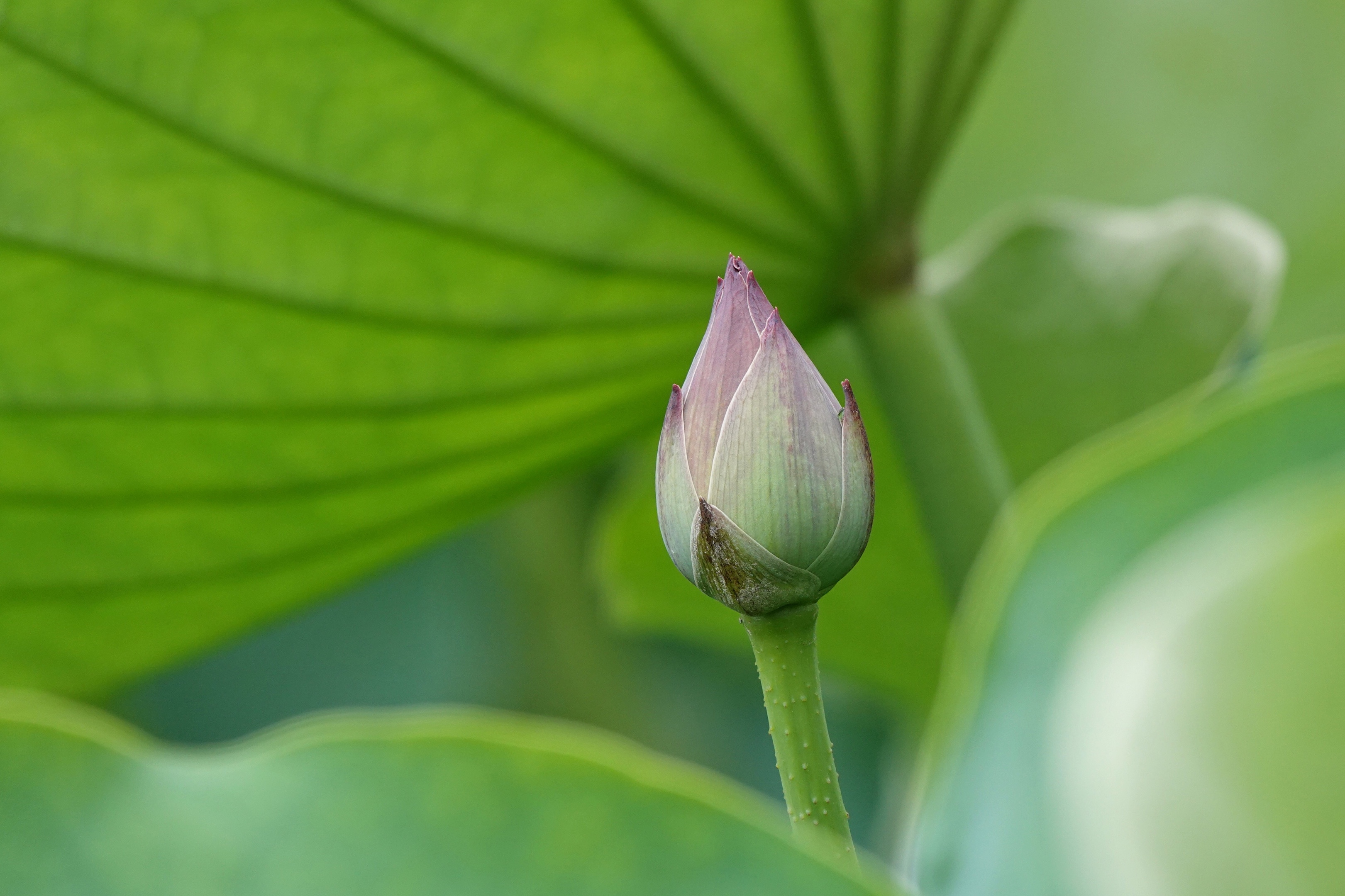 的时节又离我远去 我已亭亭 不忧,也不惧 …… 初夏的荷塘生动而鲜活