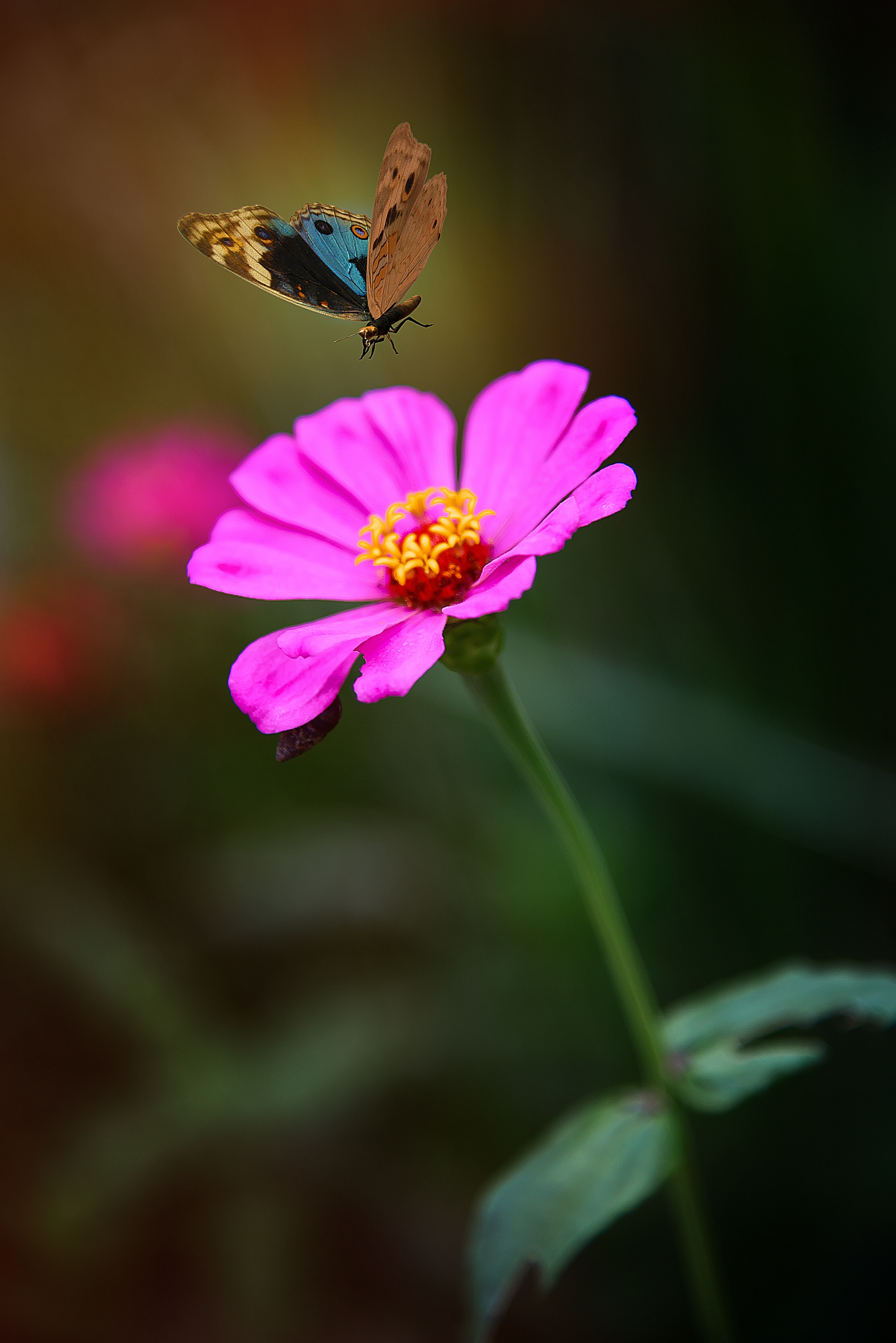 花蝴蝶