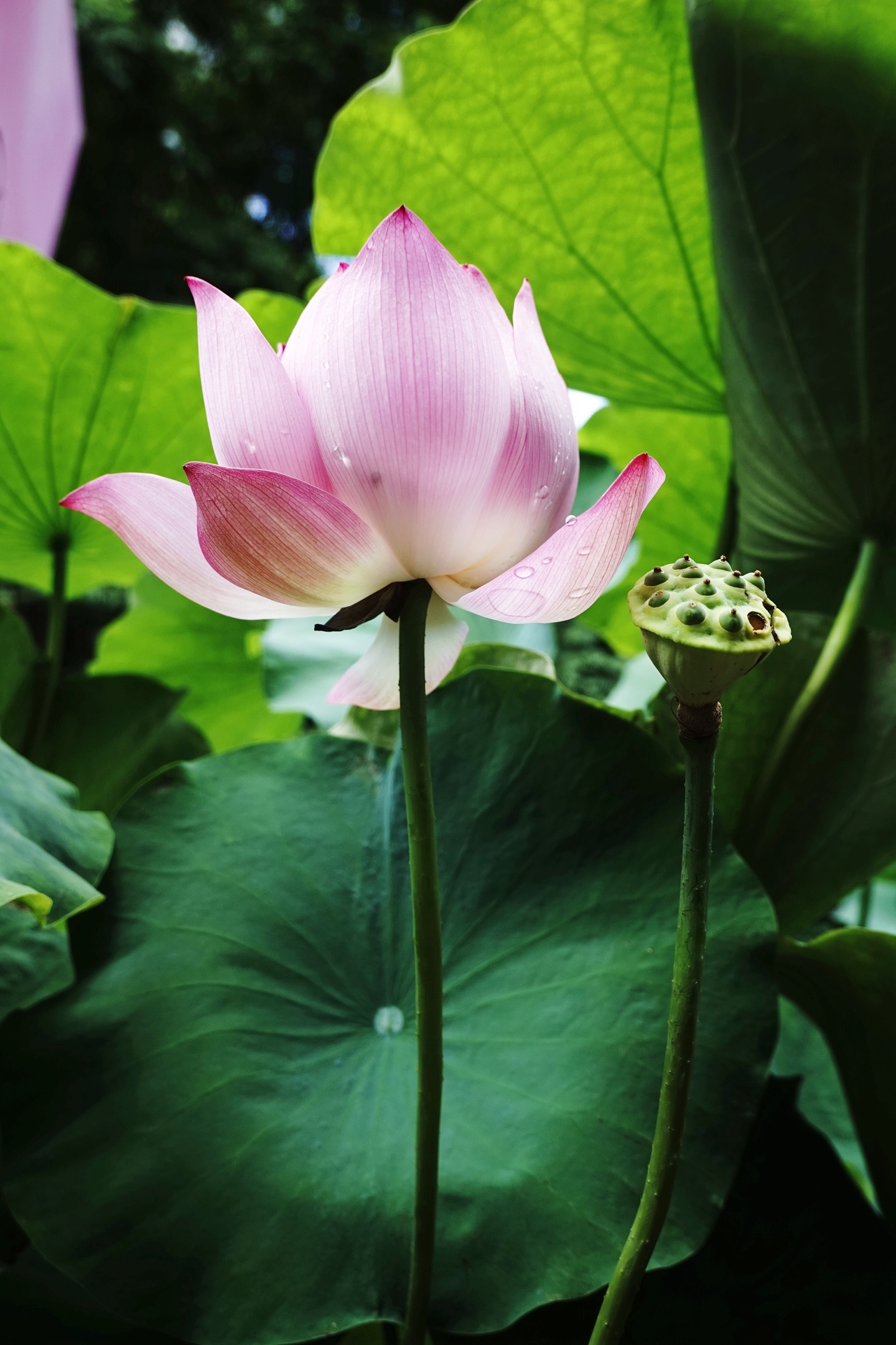 立秋荷花分外红