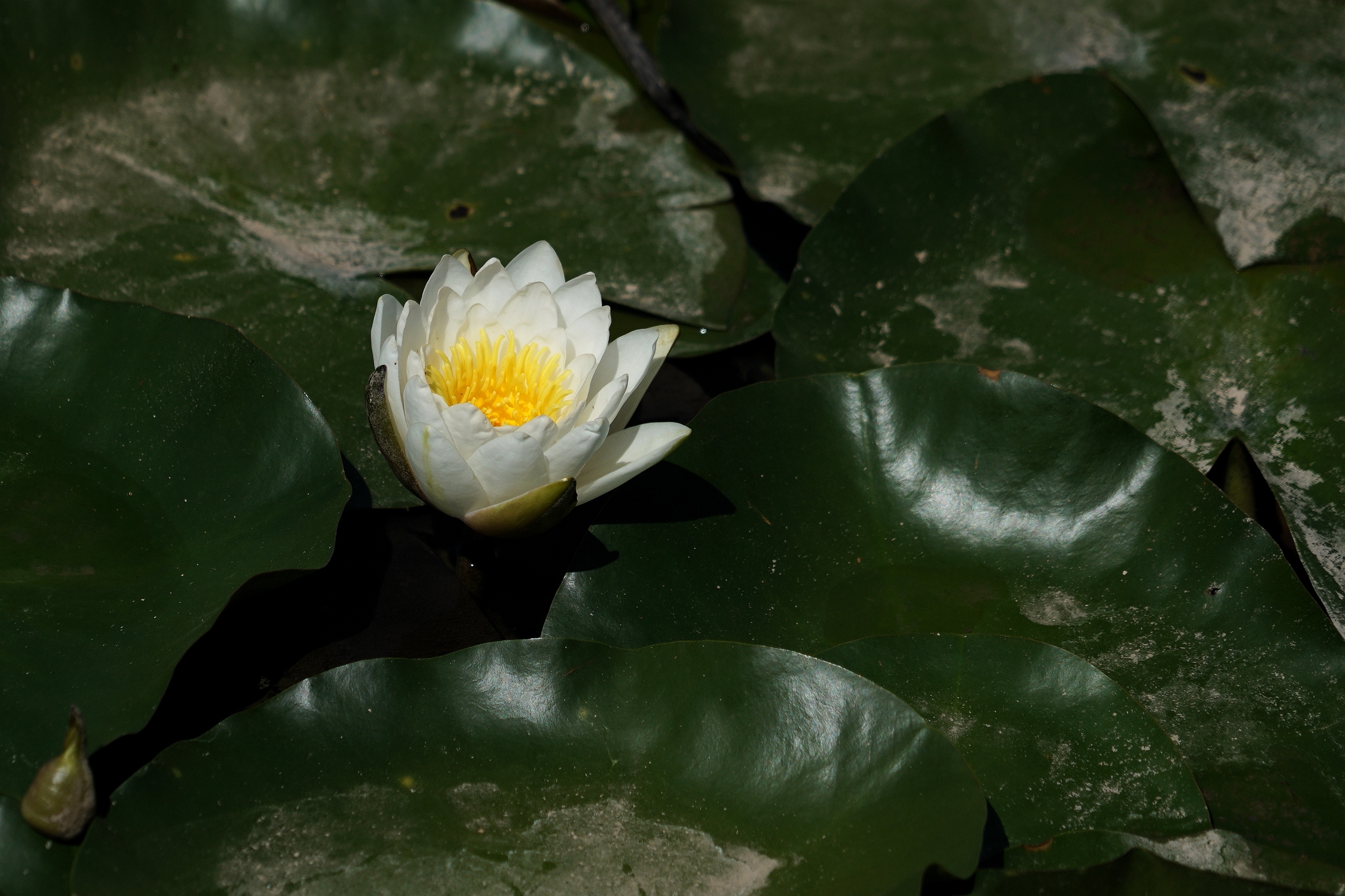 冰清玉洁水中仙