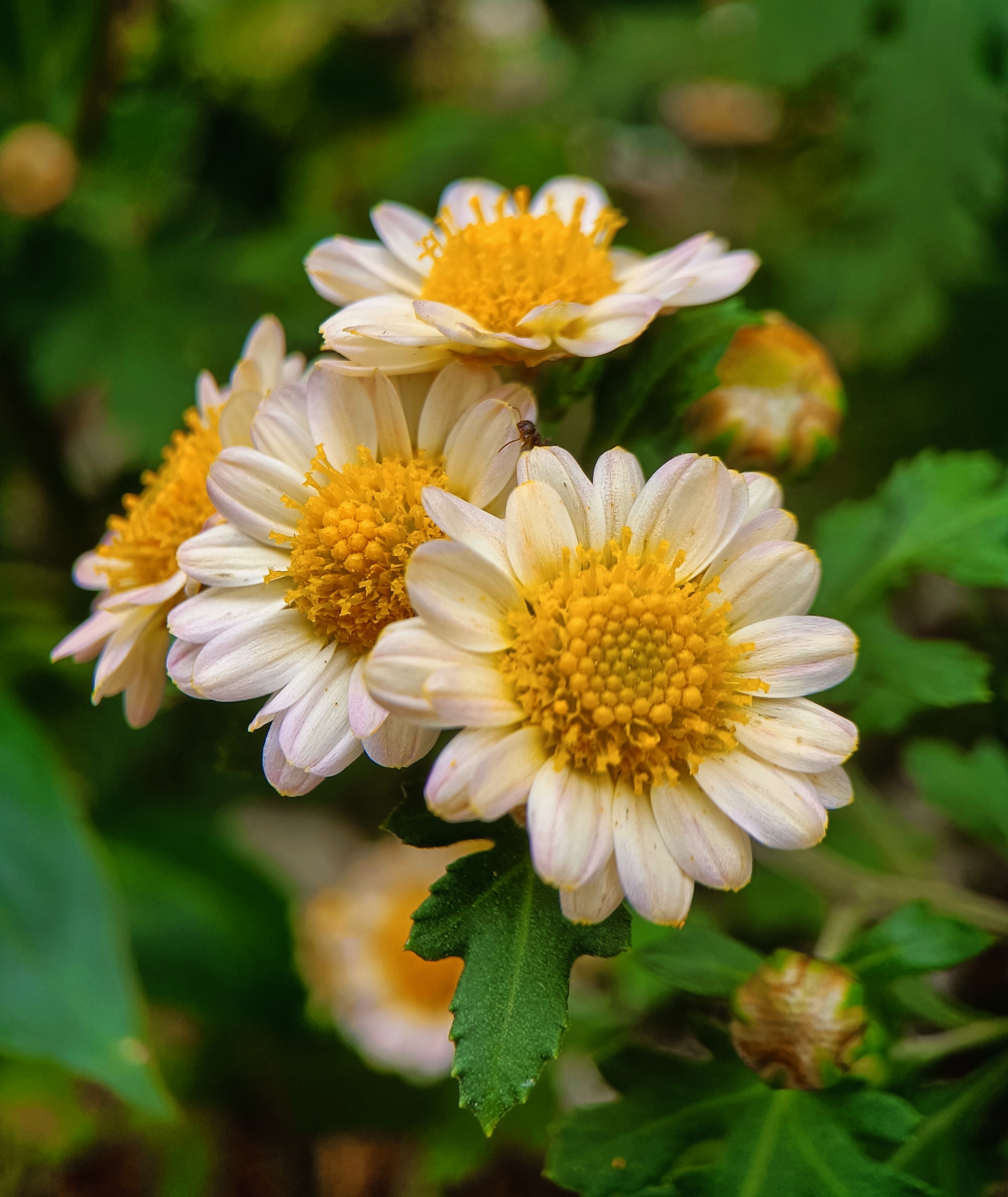 小野菊【首发】