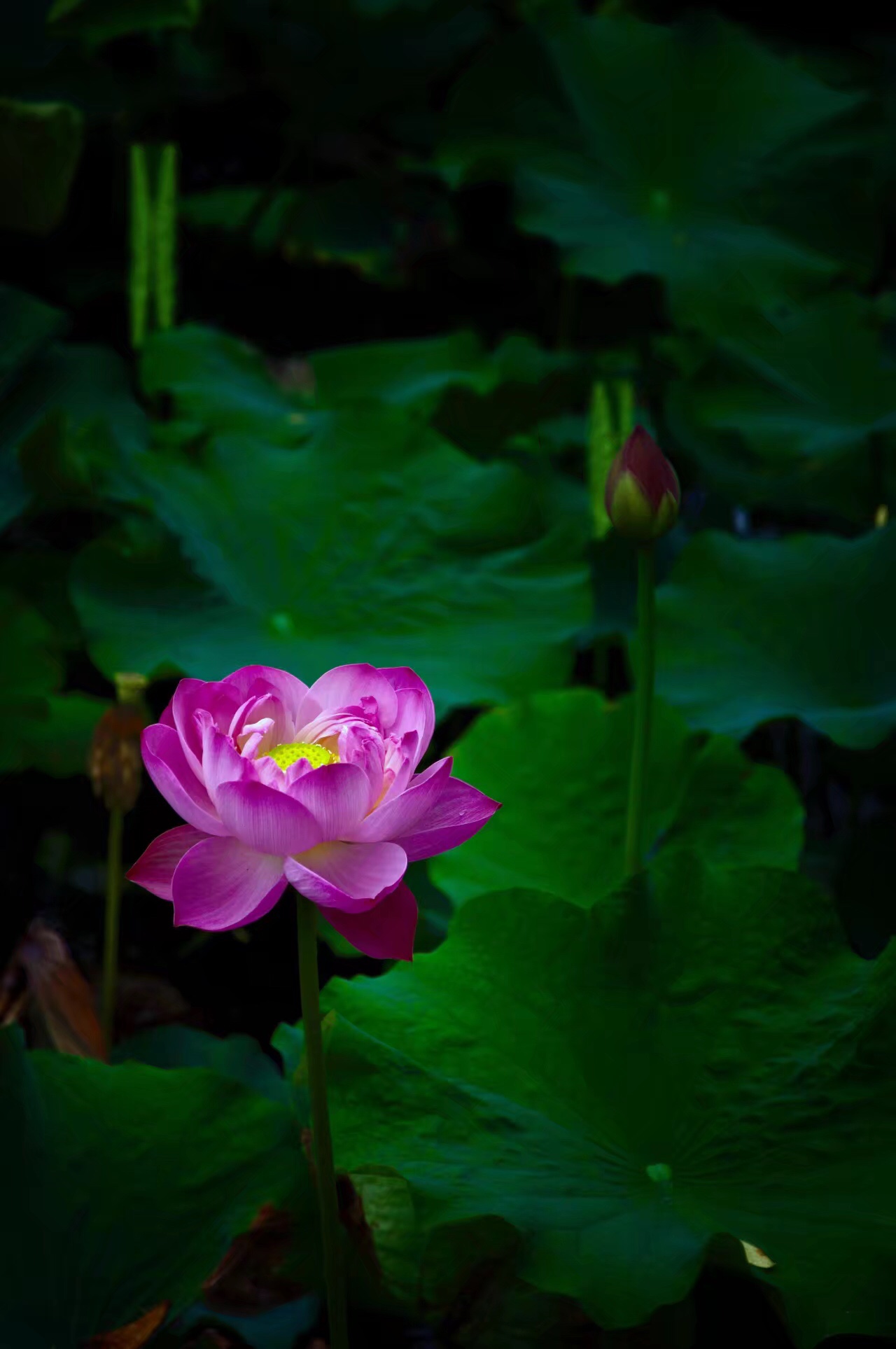 下有并根藕,上有并头莲青荷盖绿水,芙蓉披红鲜芙蓉向脸两边开荷叶罗裙