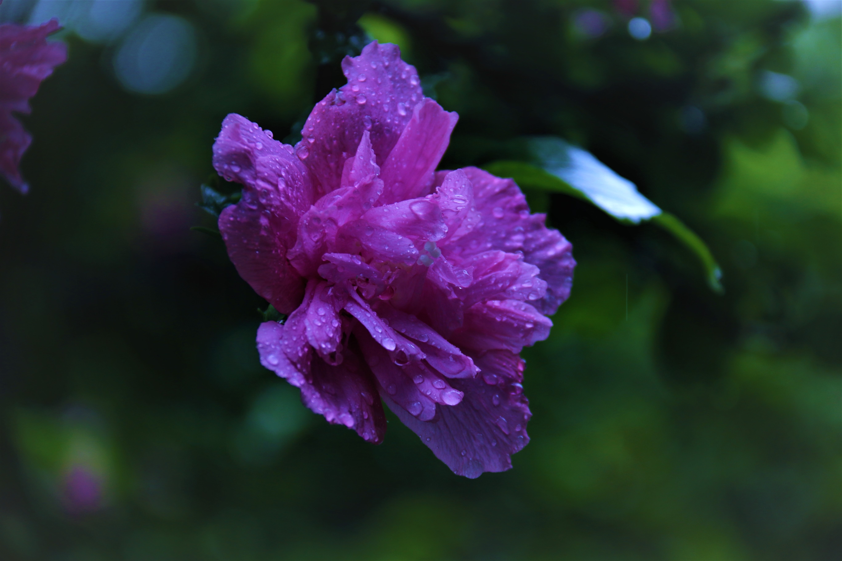 【首发】雨后娇艳的重瓣木槿花