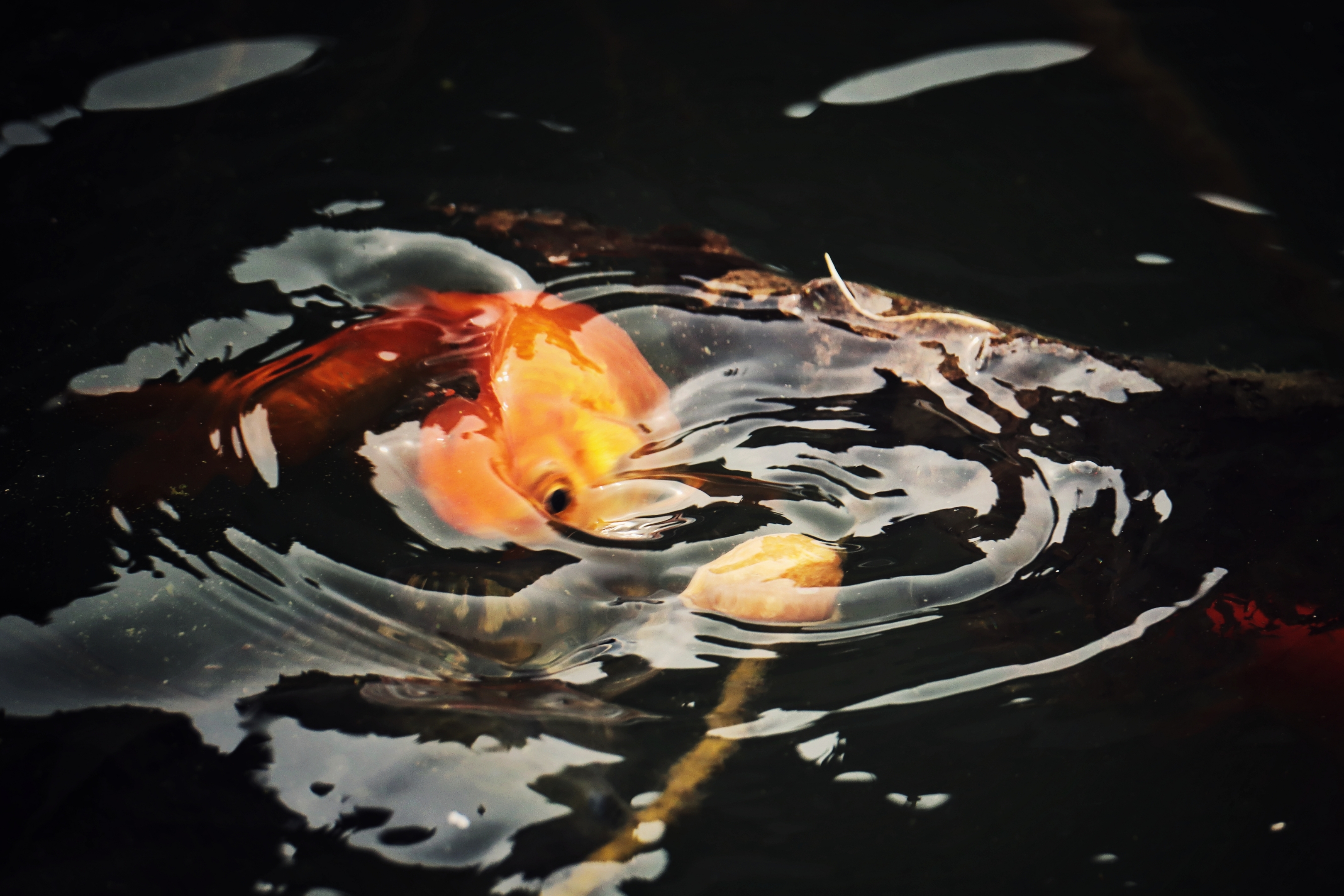 喂荷塘金鲤鱼《首发》