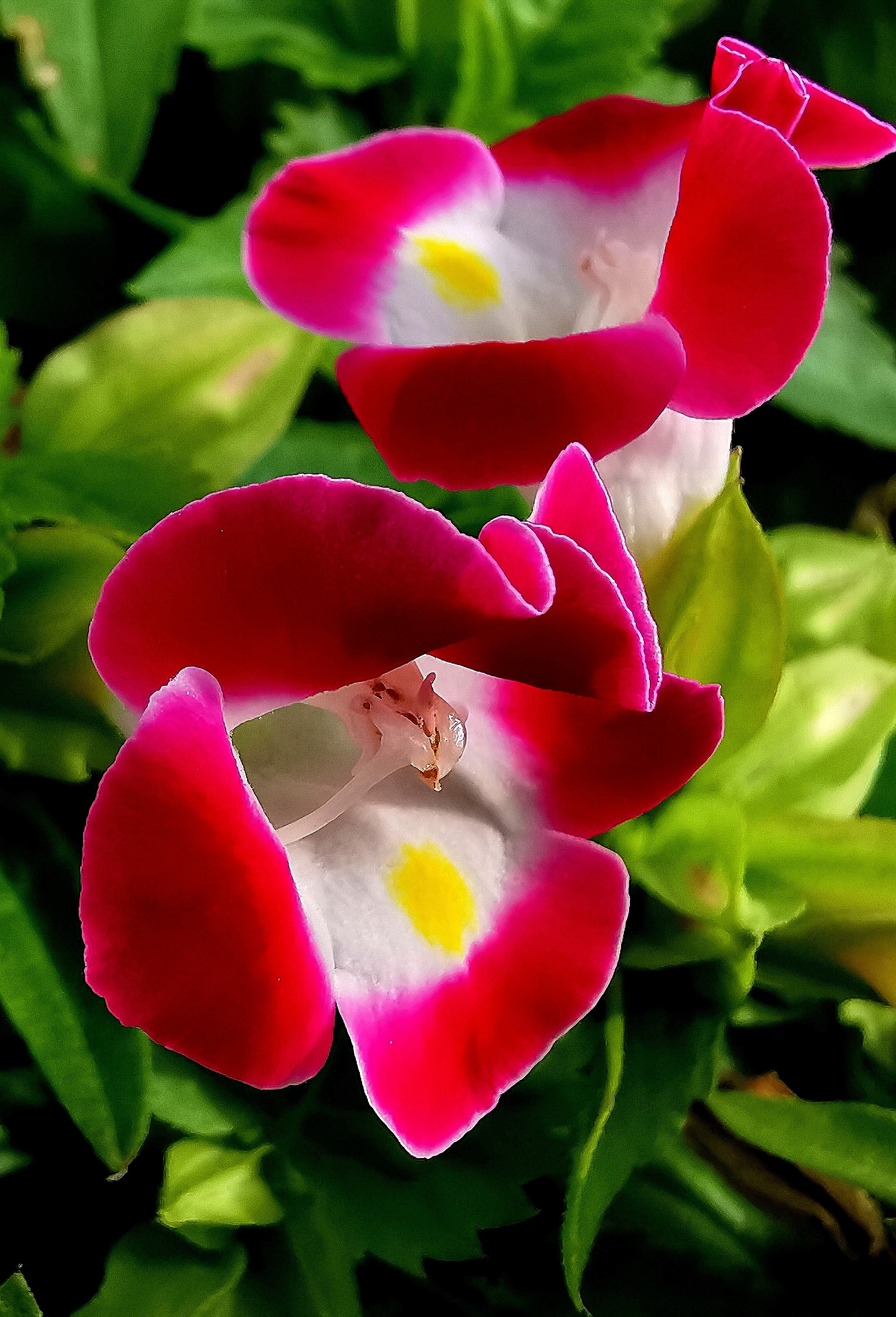 【首发】夏堇(蓝猪耳)