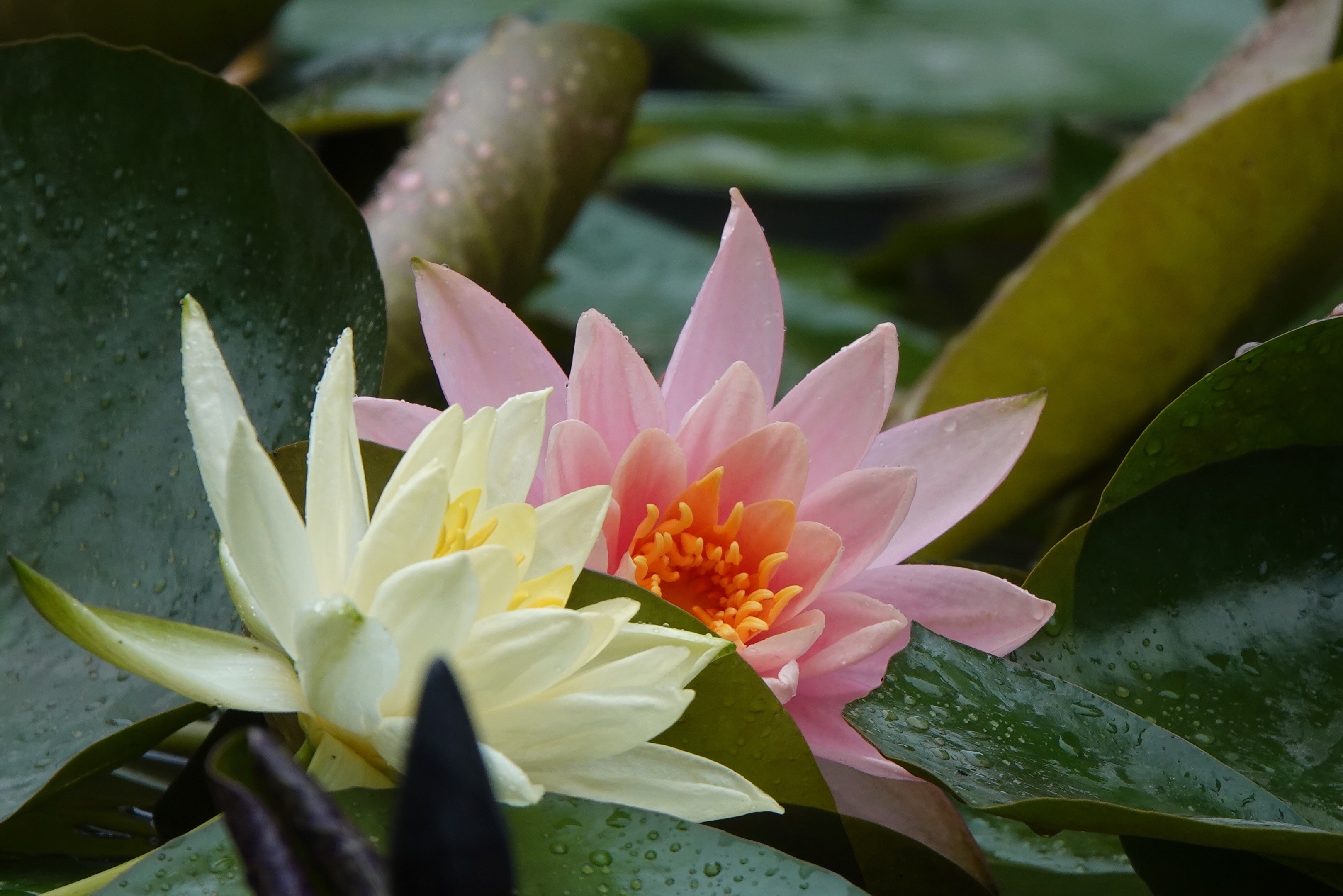 【首發】最美睡蓮花正豔