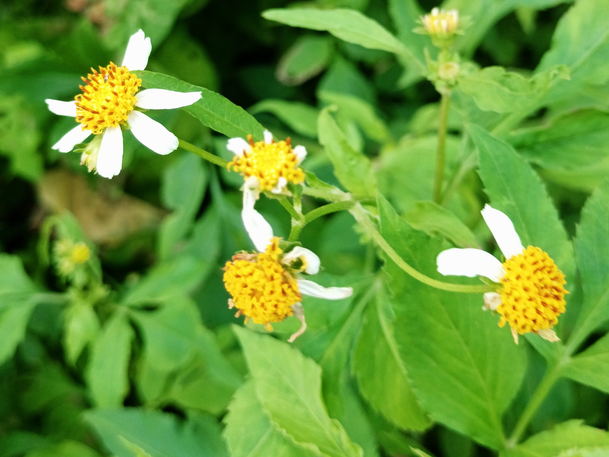 【首发】白花鬼针草