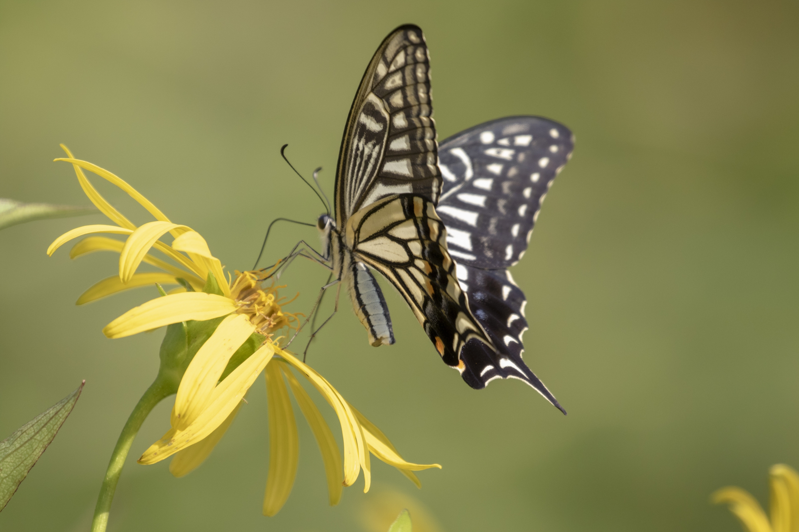 【首发】美丽凤尾蝶(6)