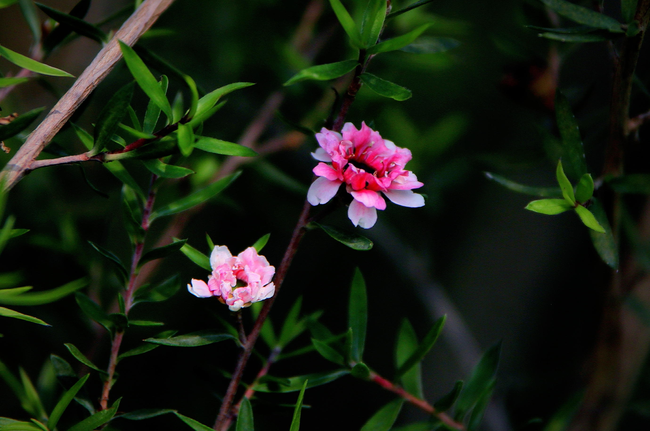 【首发】花开松红梅