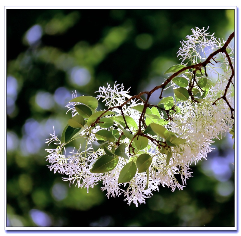 秀丽可爱的流苏花