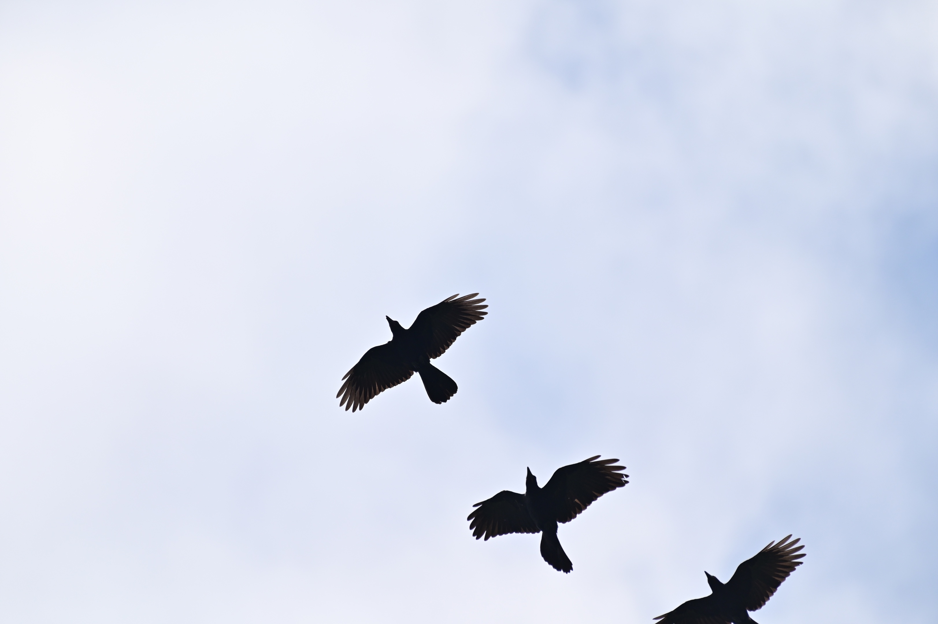 空中的飞鸟〔首发