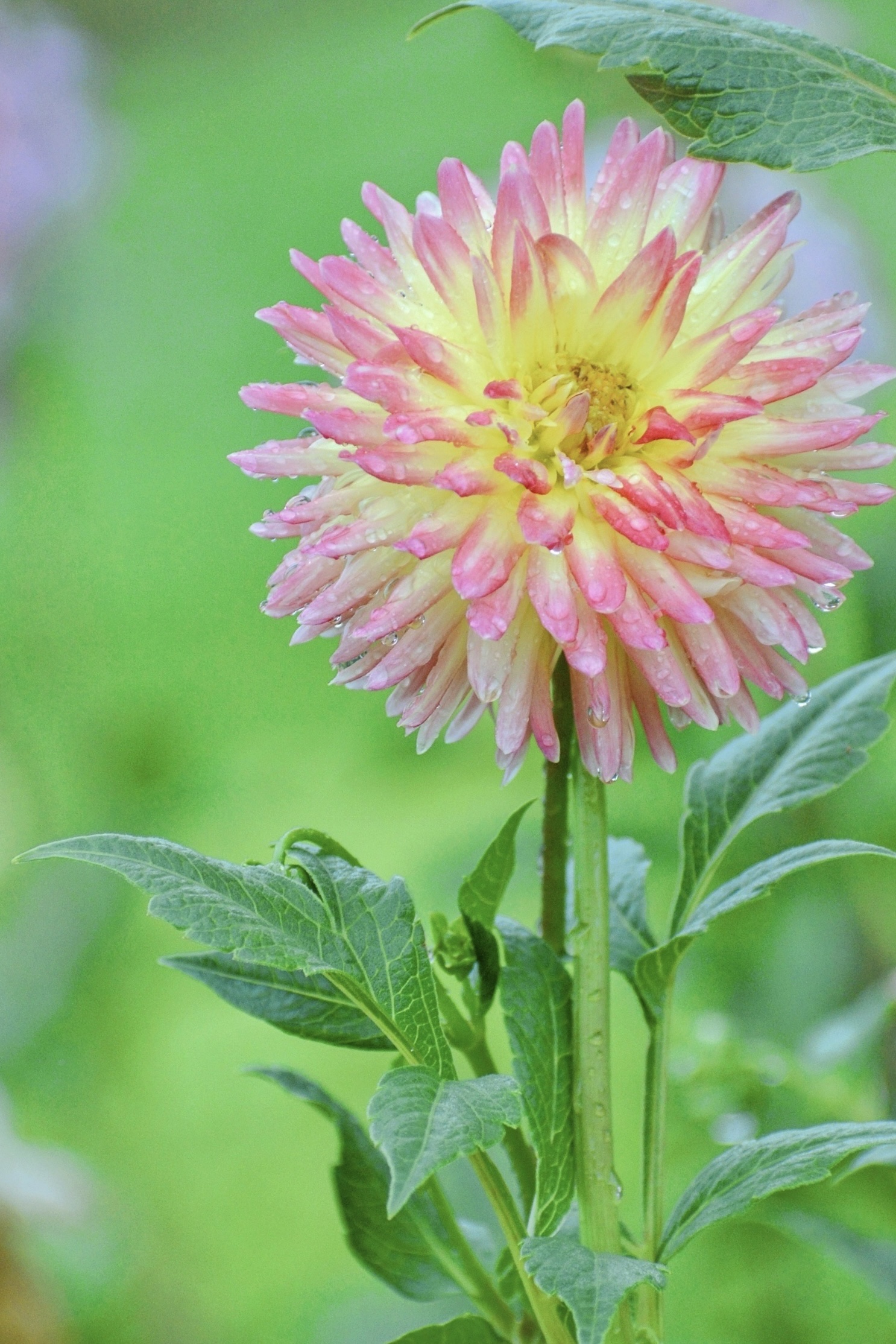 【首发】大丽花开