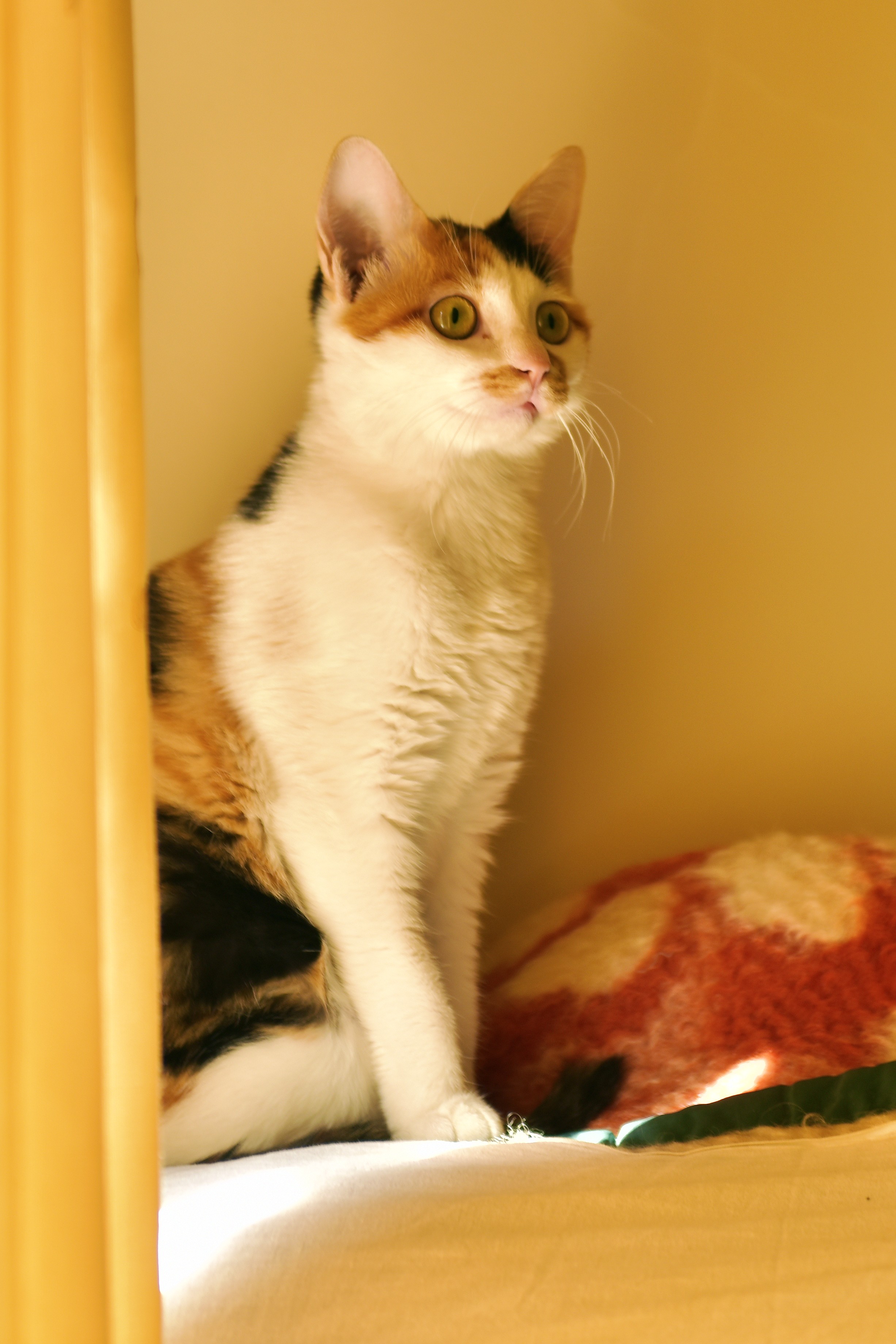 我是三色猫三花