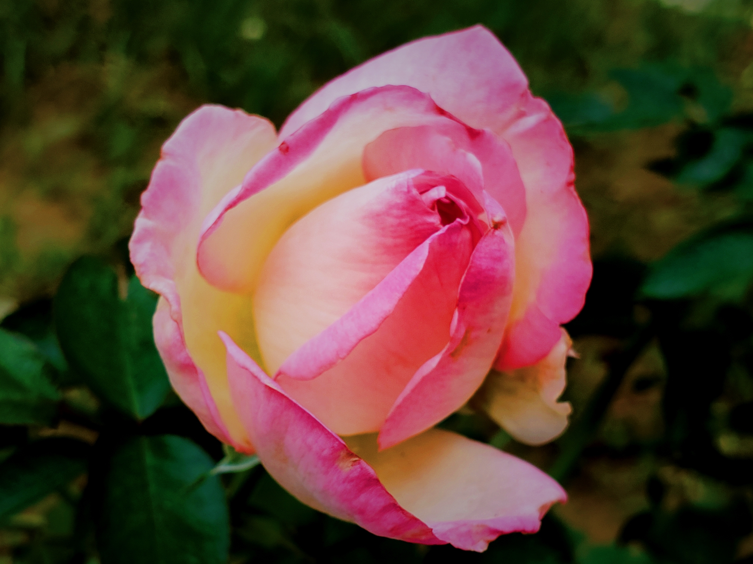 魅力四射的月季花