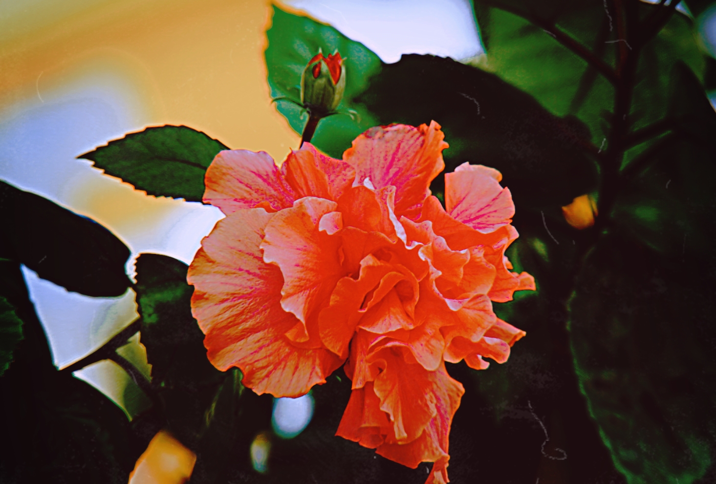 重瓣朱槿花-5(首发)