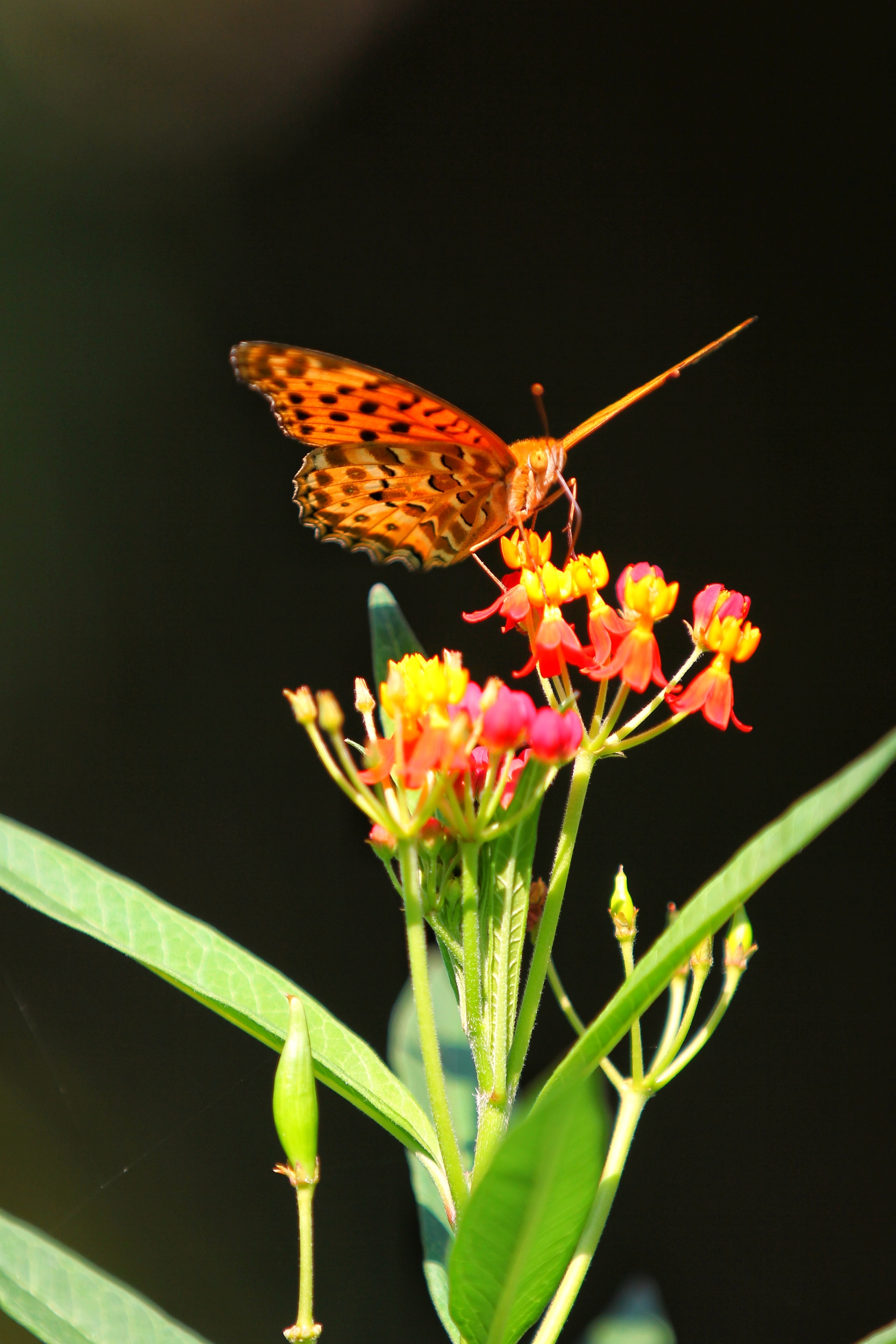 蝴蝶恋上花的美(2一2)