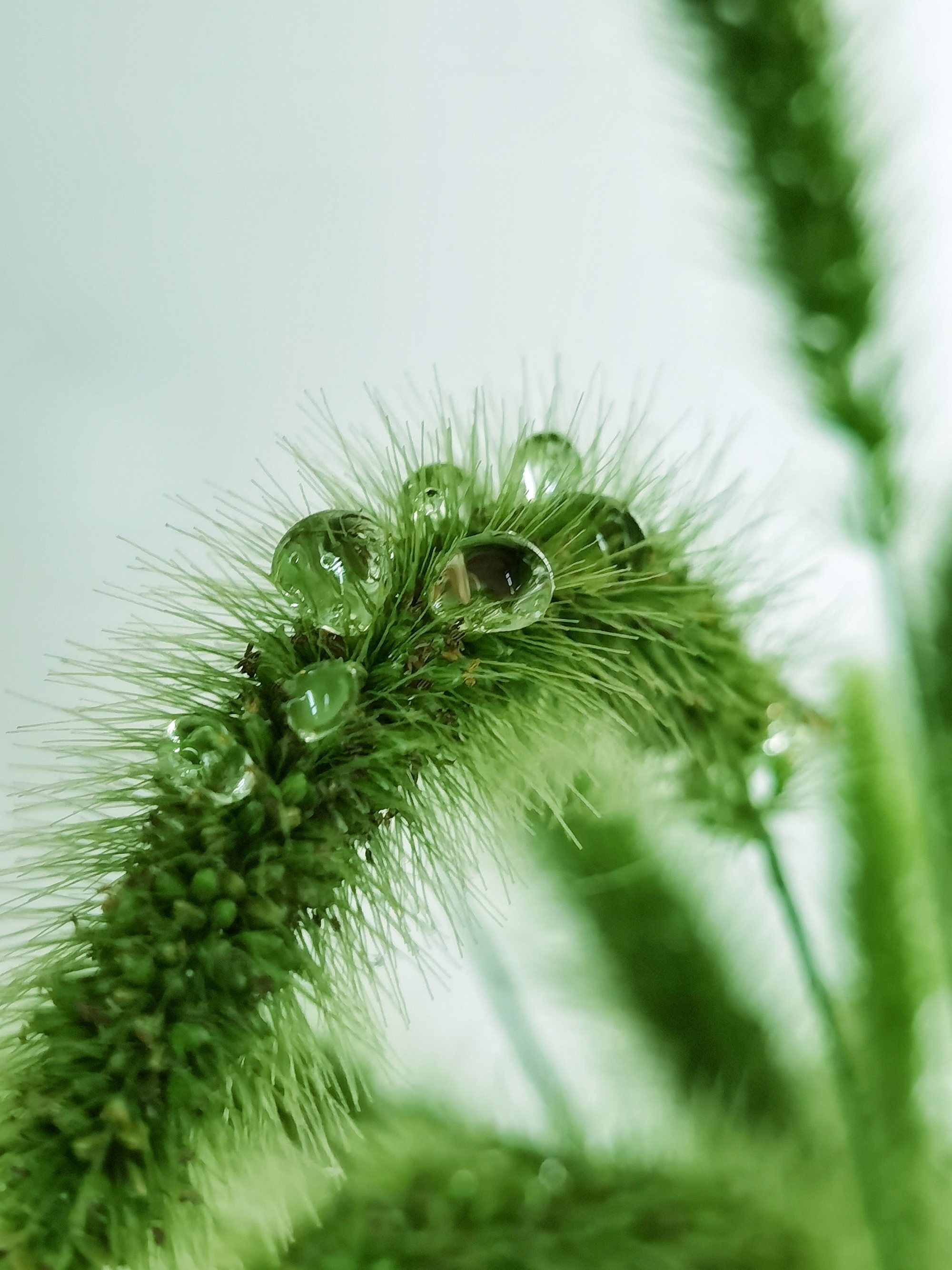 手机壁纸小草图片