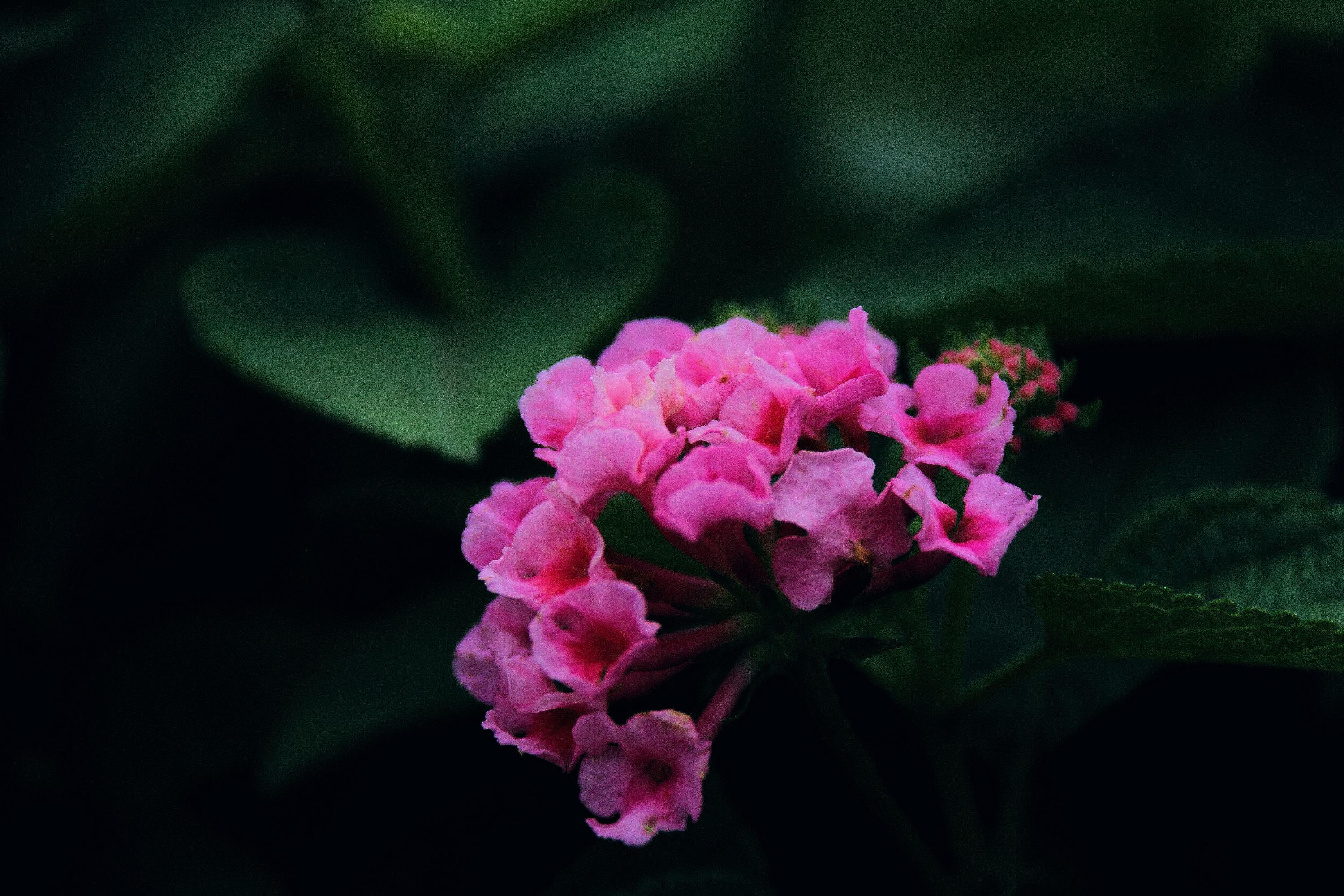 【首发】马缨丹