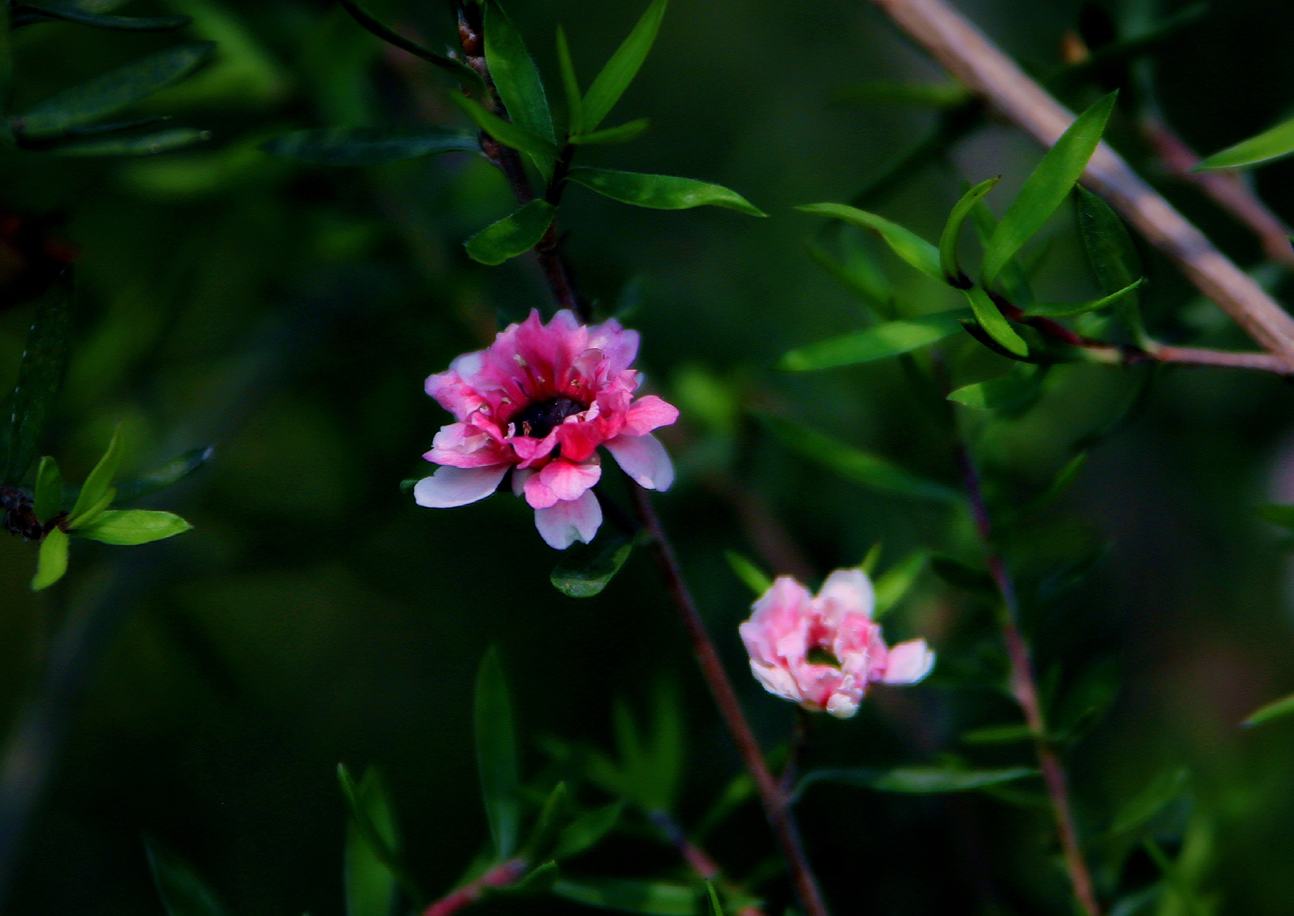 【首发】花开松红梅