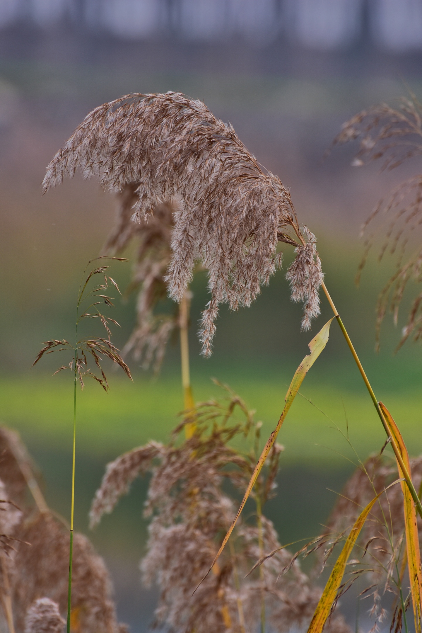 迎风摇曳多姿态,质朴无华野趣浓.浅水之中潮湿地,婀娜芦苇一丛丛
